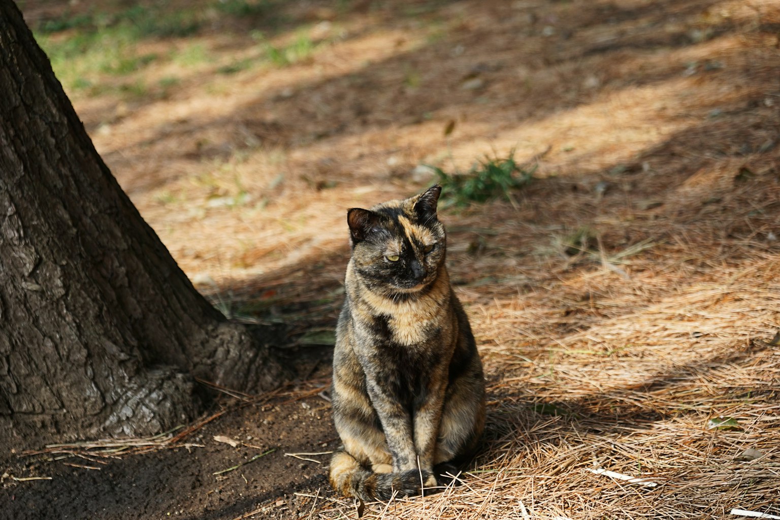 Kucing coklat duduk di dekat pohon
