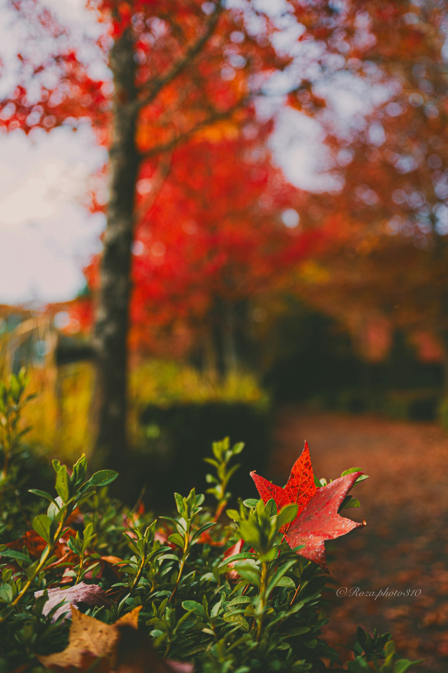 秋の紅葉が美しい公園の風景 緑の葉の中に赤いカエデの葉が目立つ