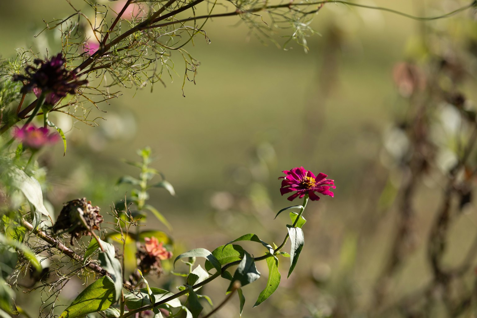 Vibrant purple flower with green leaves in a natural setting