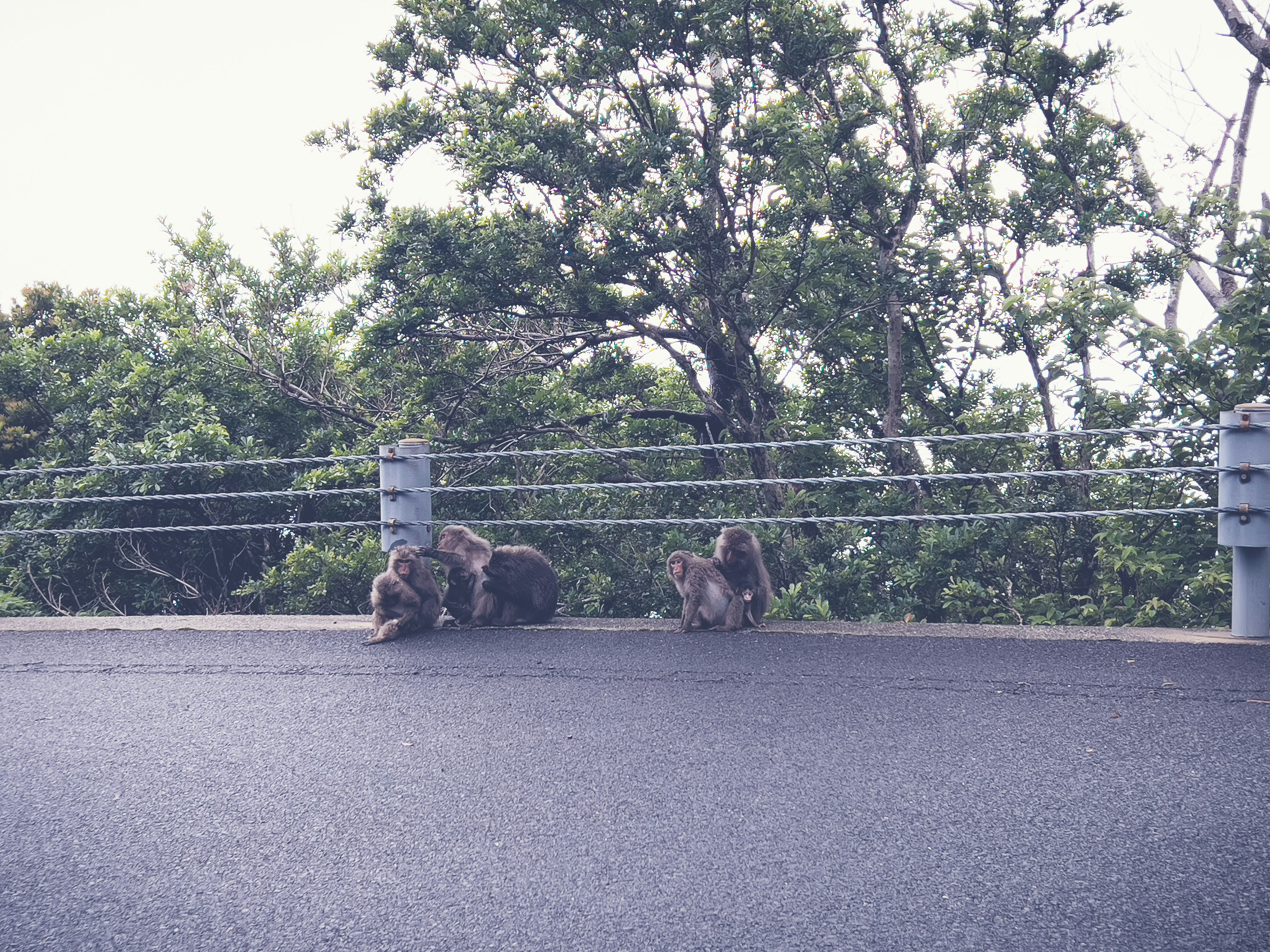 沿著道路行走的一群猴子