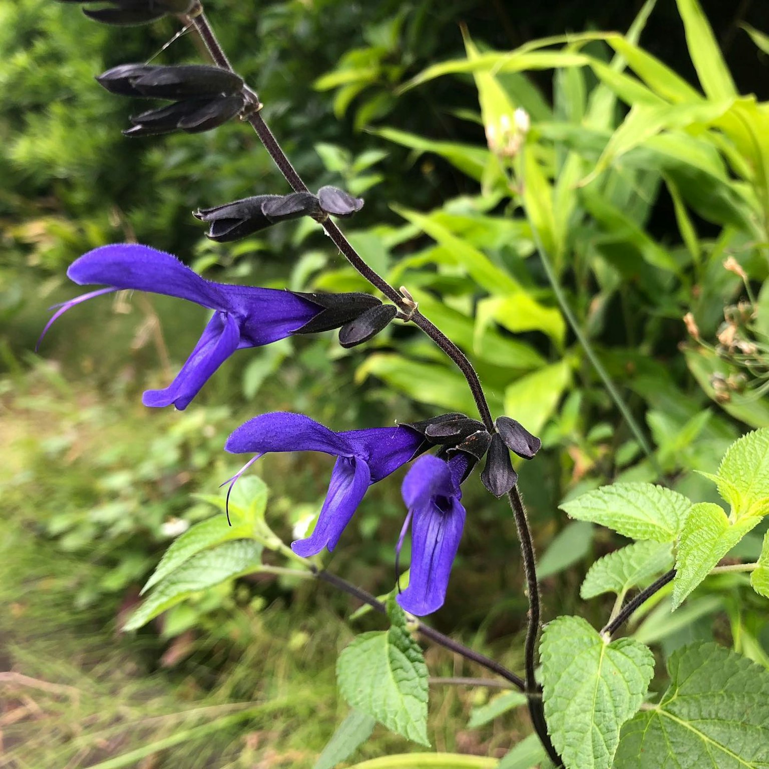Primo piano di una pianta con fiori viola e foglie verdi