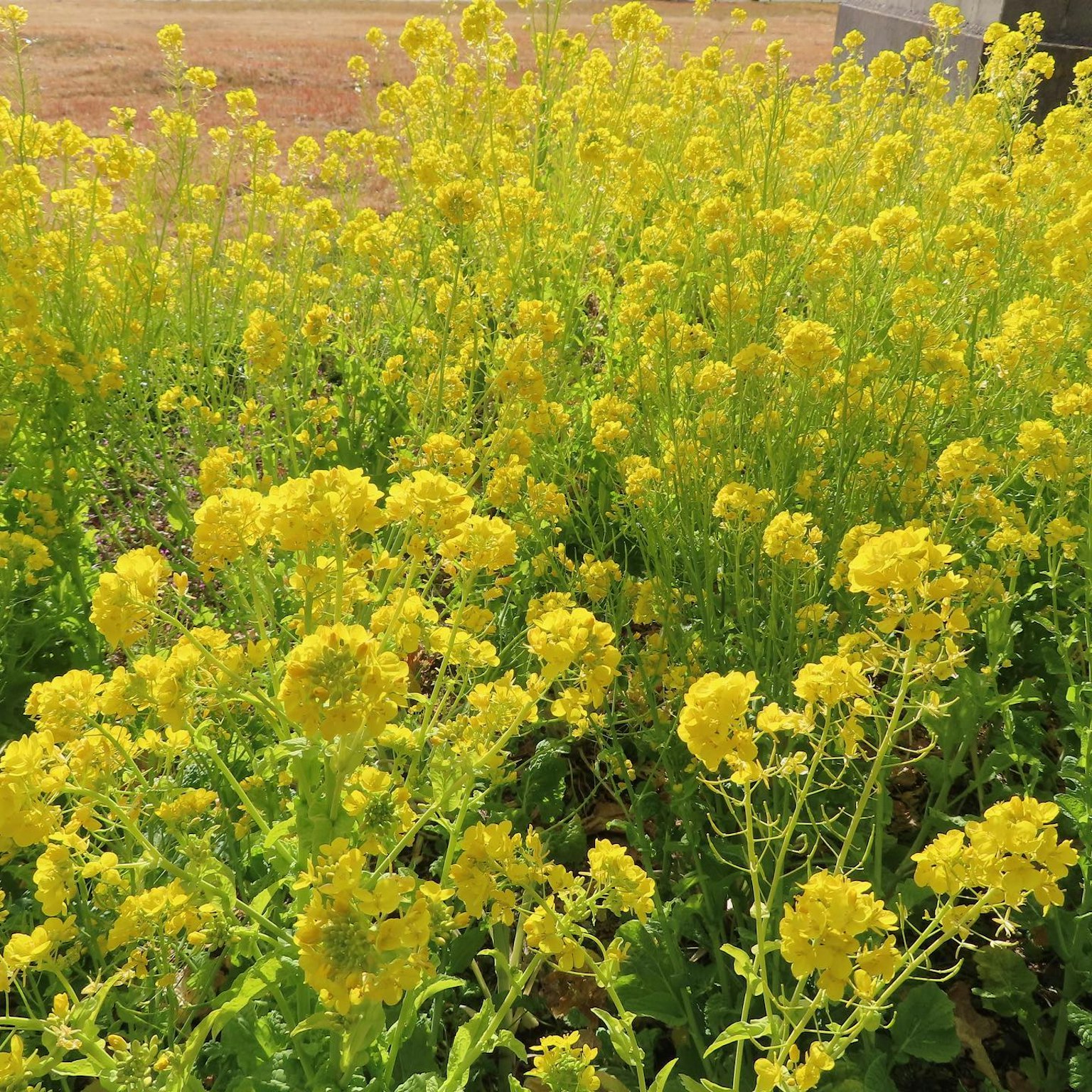 Vibrant yellow flowering plants in a lush field