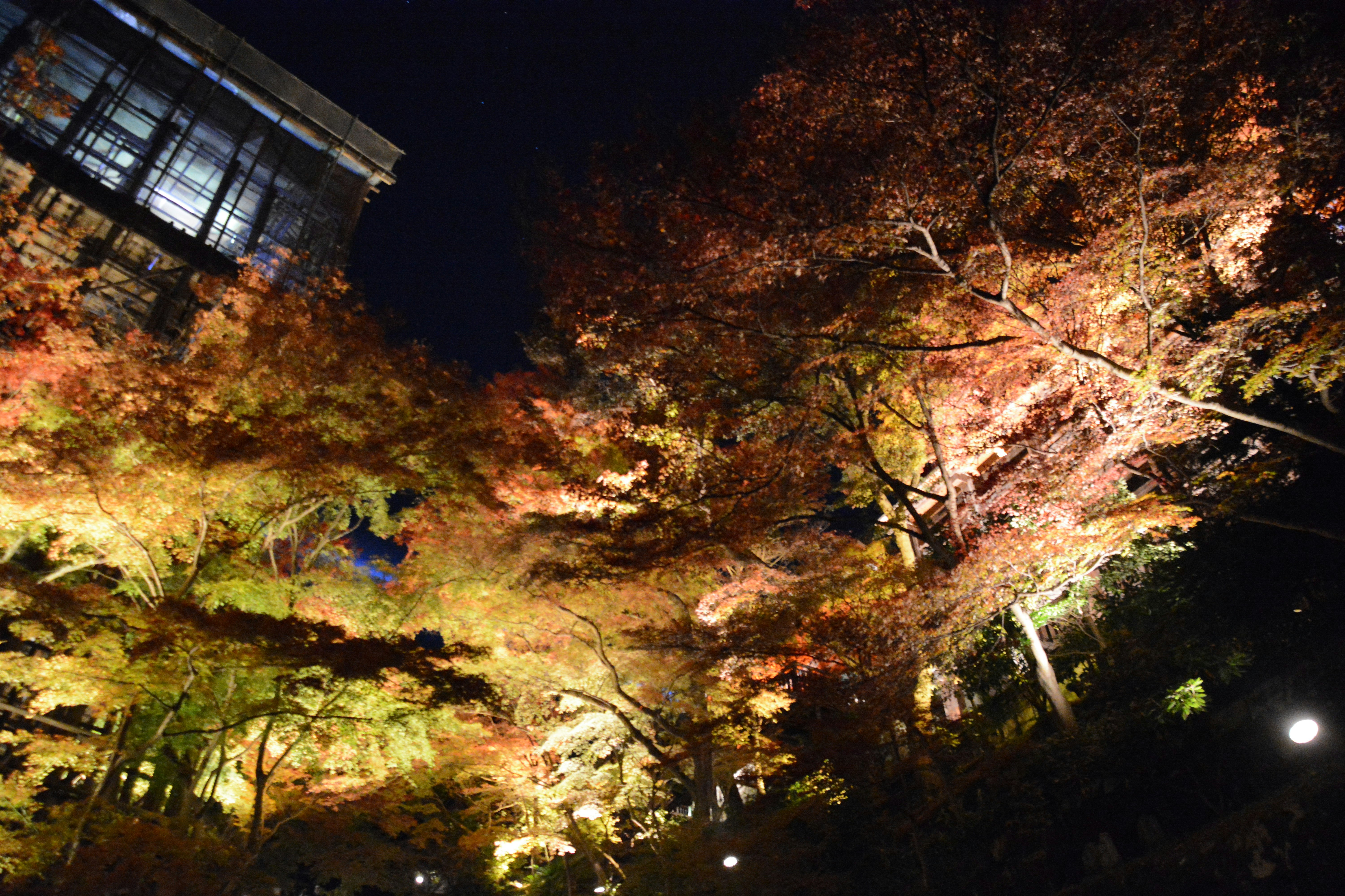 夜の紅葉とライトアップされた木々の並木