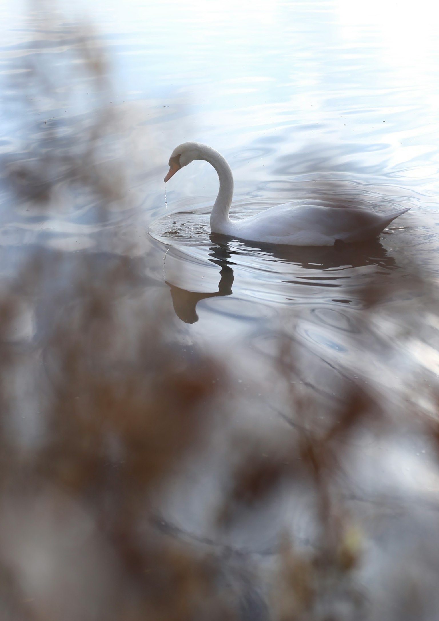 ภาพเบลอของหงส์ที่ว่ายน้ำบนผิวน้ำ