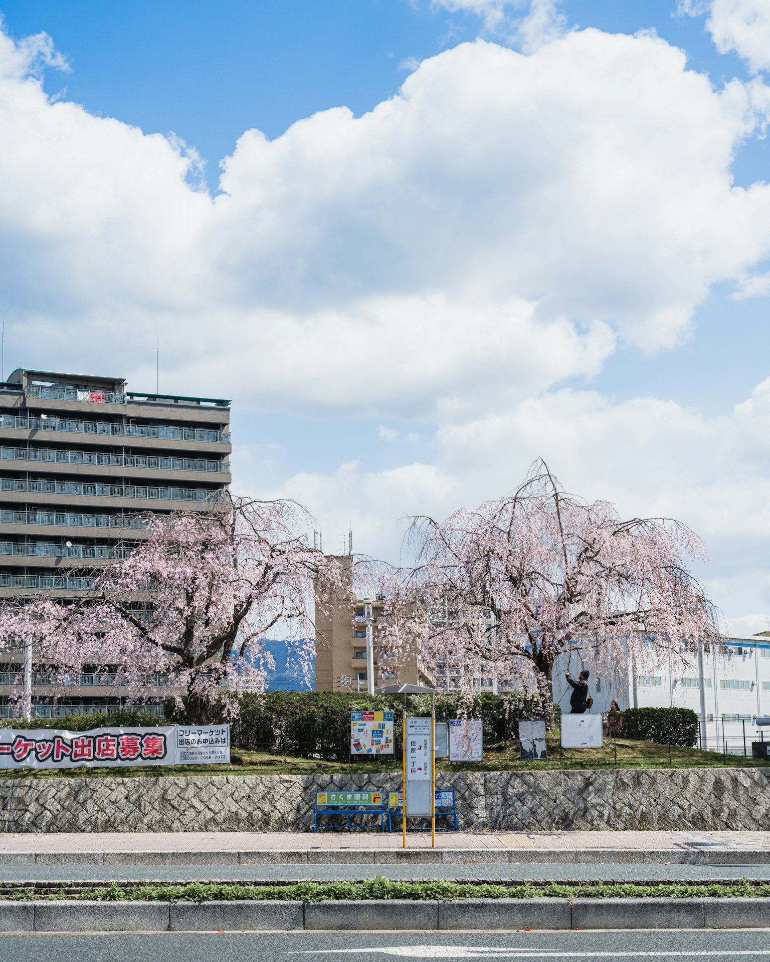 Landscape featuring cherry blossom trees under a blue sky with modern buildings in the background