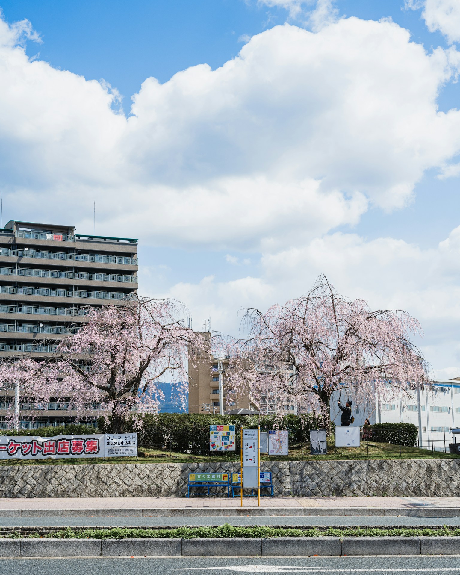 Paesaggio con alberi di ciliegio in fiore sotto un cielo blu e edifici moderni sullo sfondo