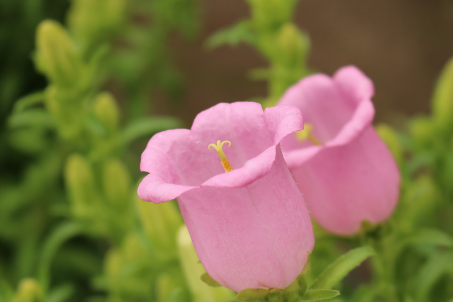 Due fiori rosa che sbocciano circondati da foglie verdi