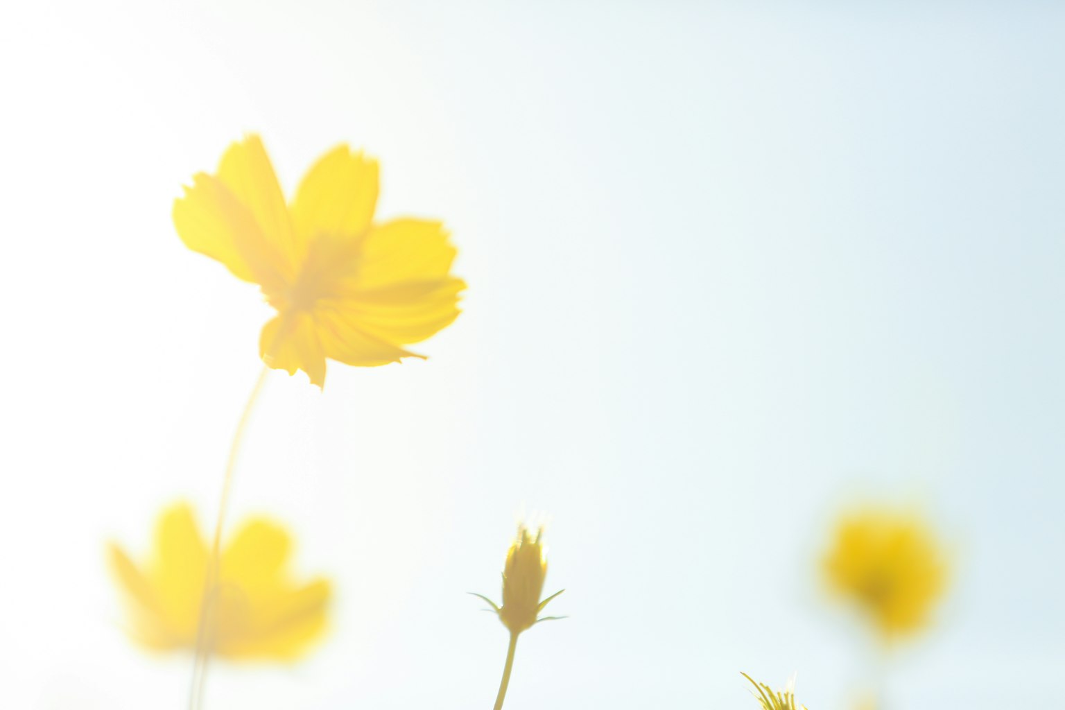 Soft background of vibrant yellow flowers against a pale blue sky