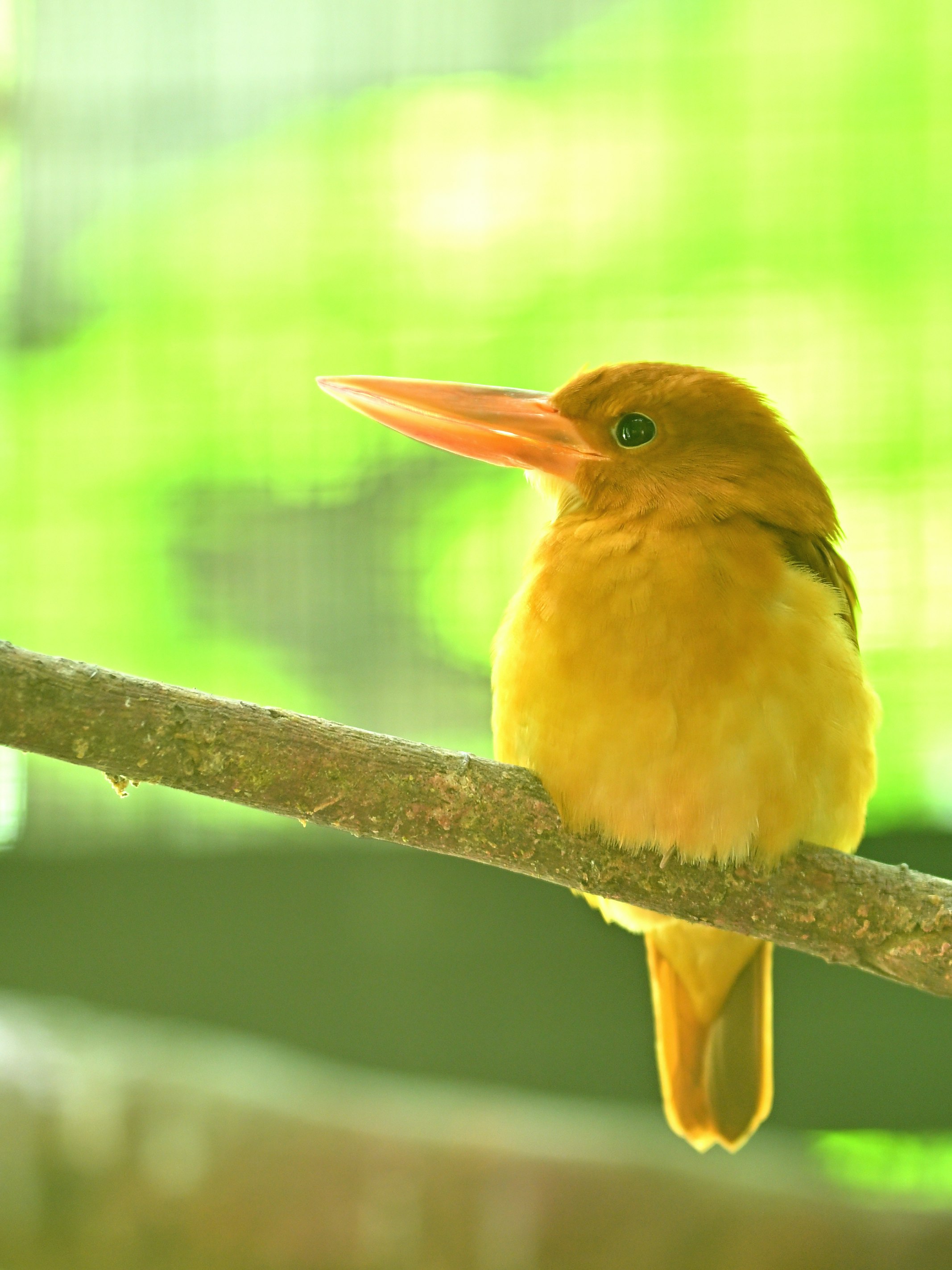 枝にとまる横顔の小鳥