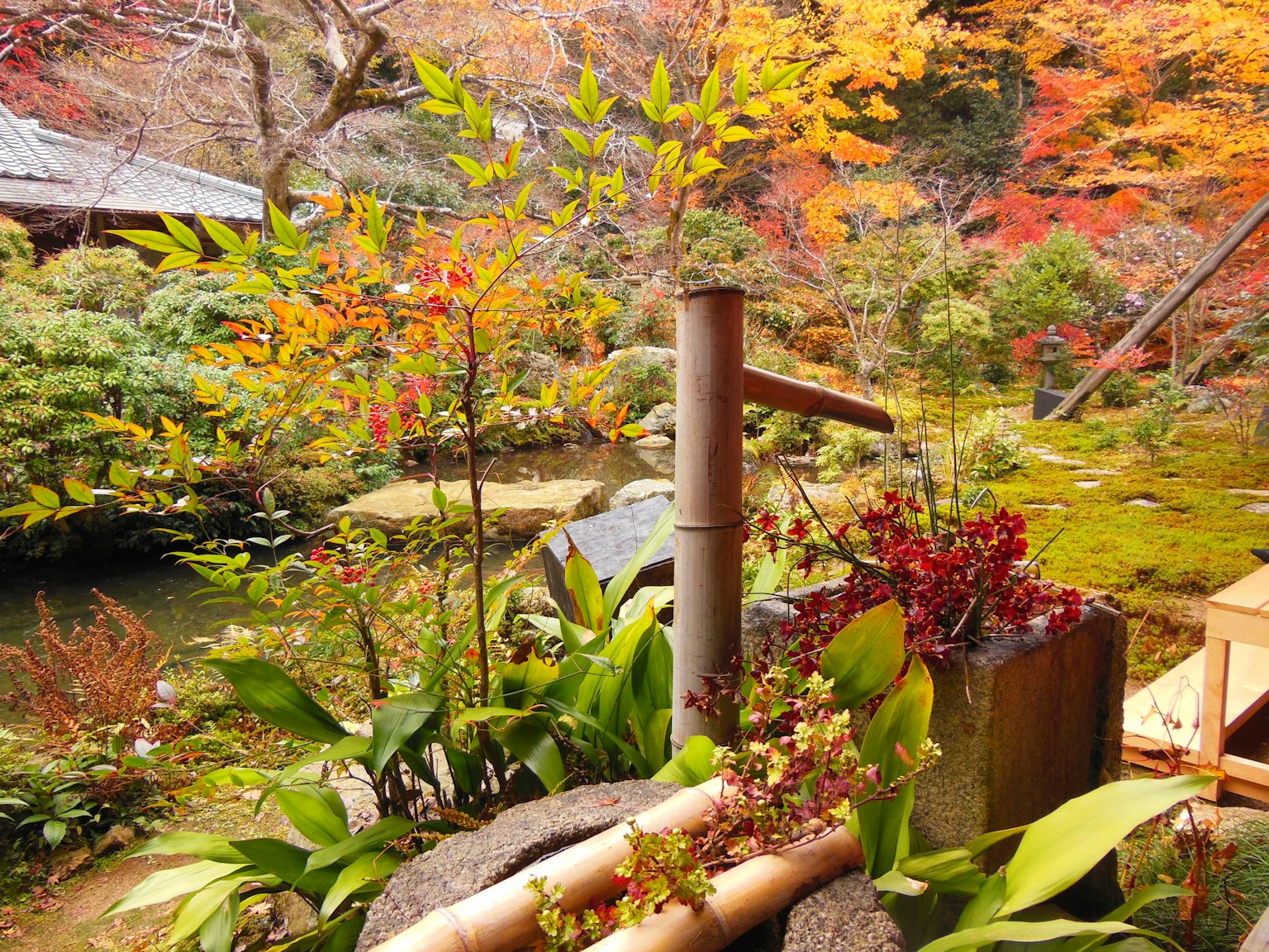 秋季色彩的日本庭园风景 绿色植物和竹制水景为特点