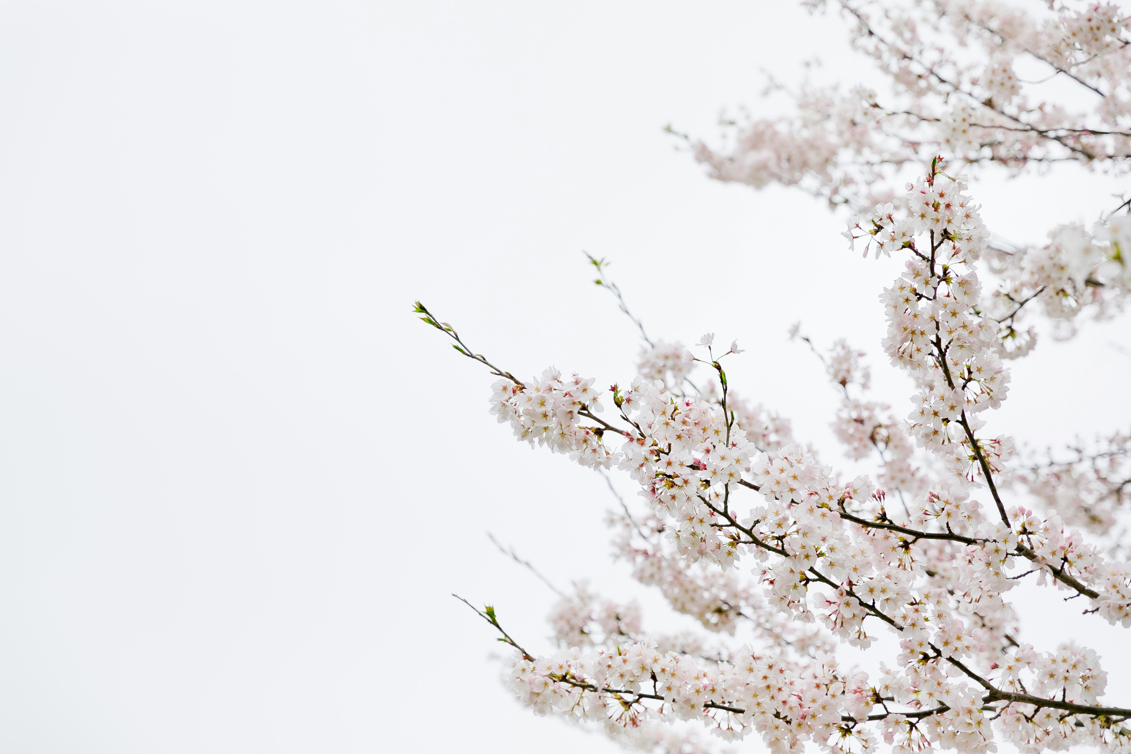白い空に広がる桜の花枝