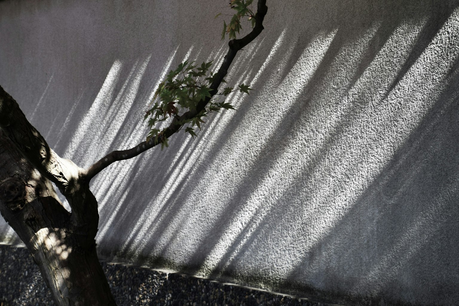 Ombre d'une branche d'arbre projetée sur un mur texturé