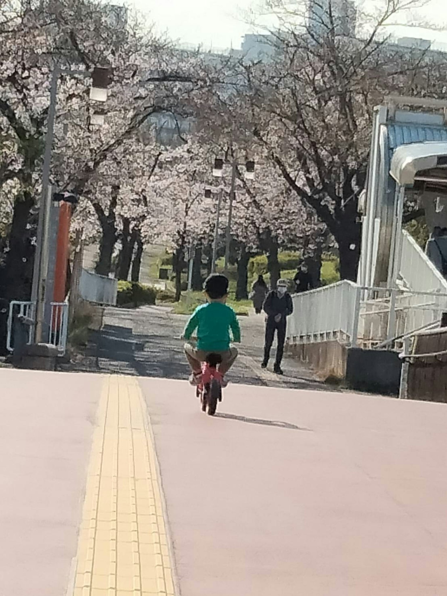 Bambino che pedala sotto alberi di ciliegio in fiore