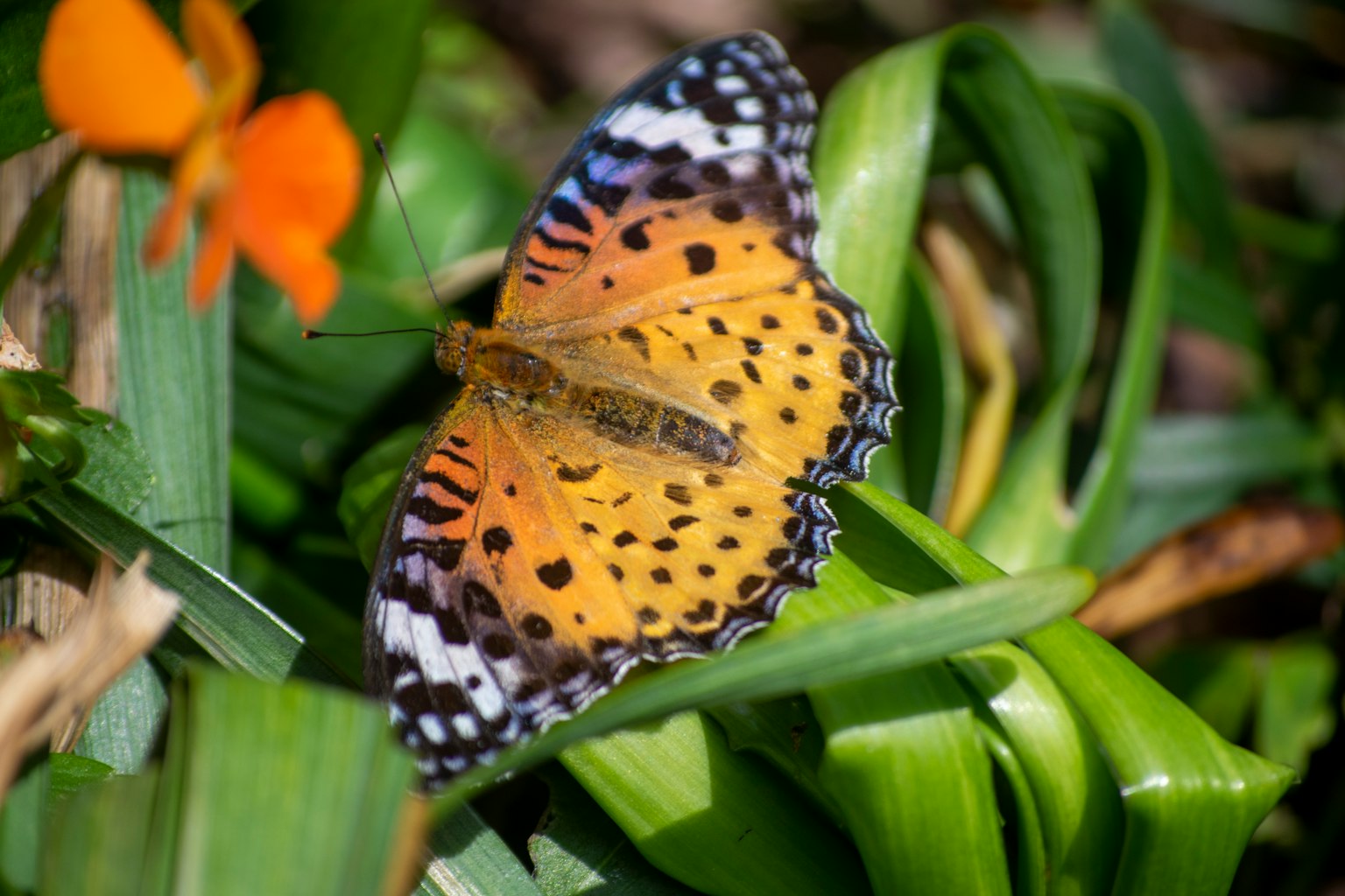 Una mariposa de patrones naranjas y negros vibrantes descansando sobre hojas verdes