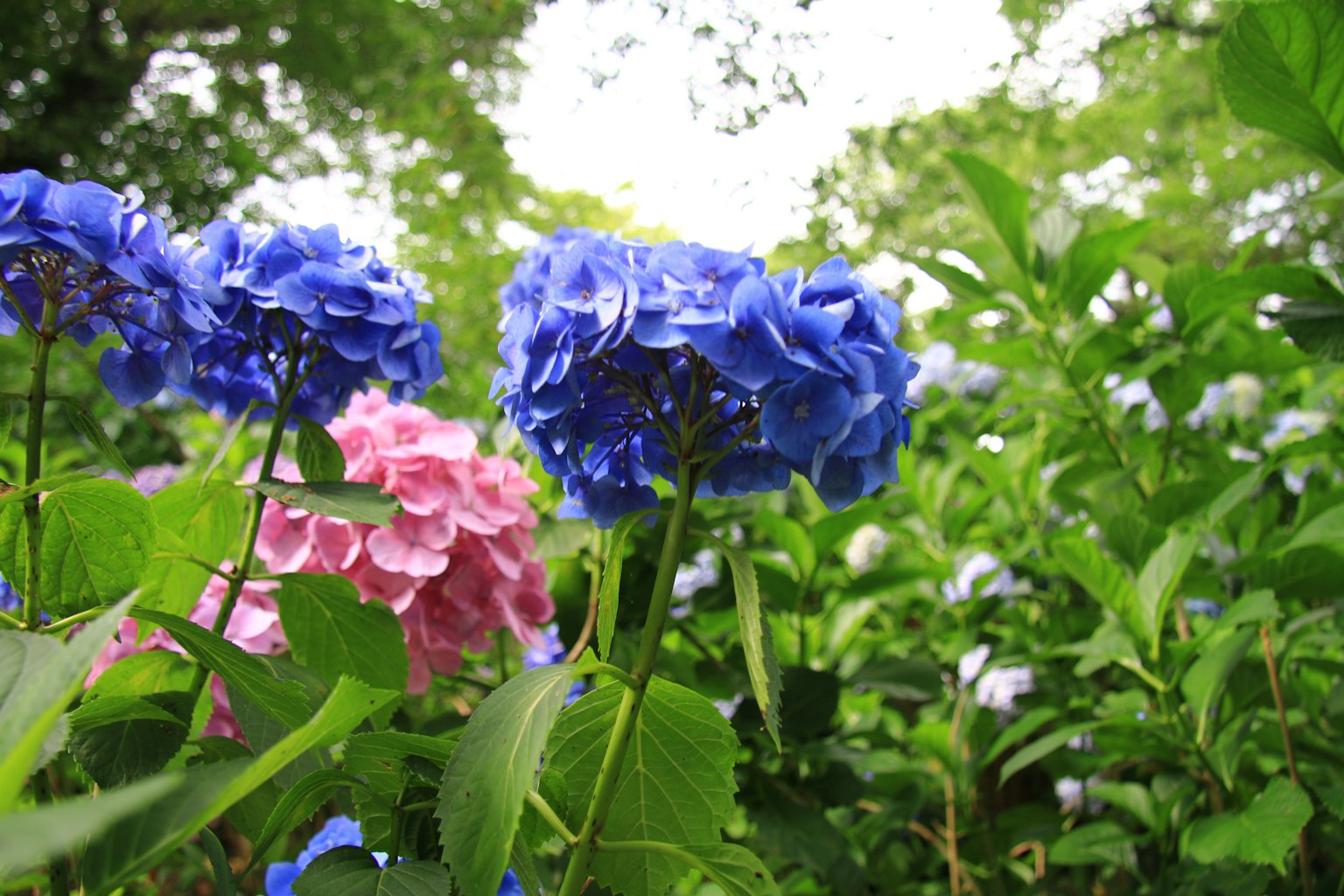 Lebendige blaue und rosa Hortensienblüten in einer üppigen grünen Umgebung