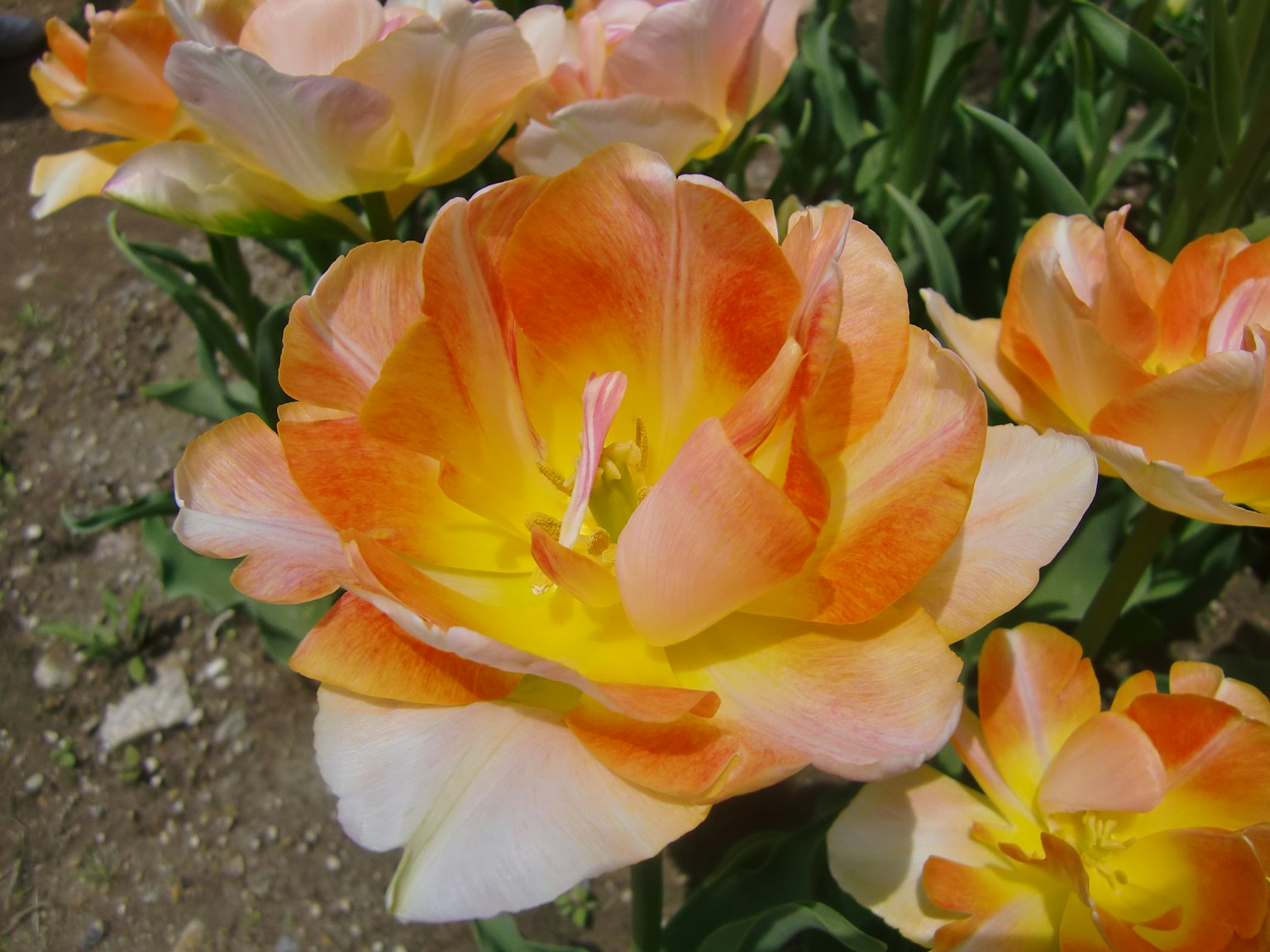 Beautiful tulip flower with orange and yellow gradient