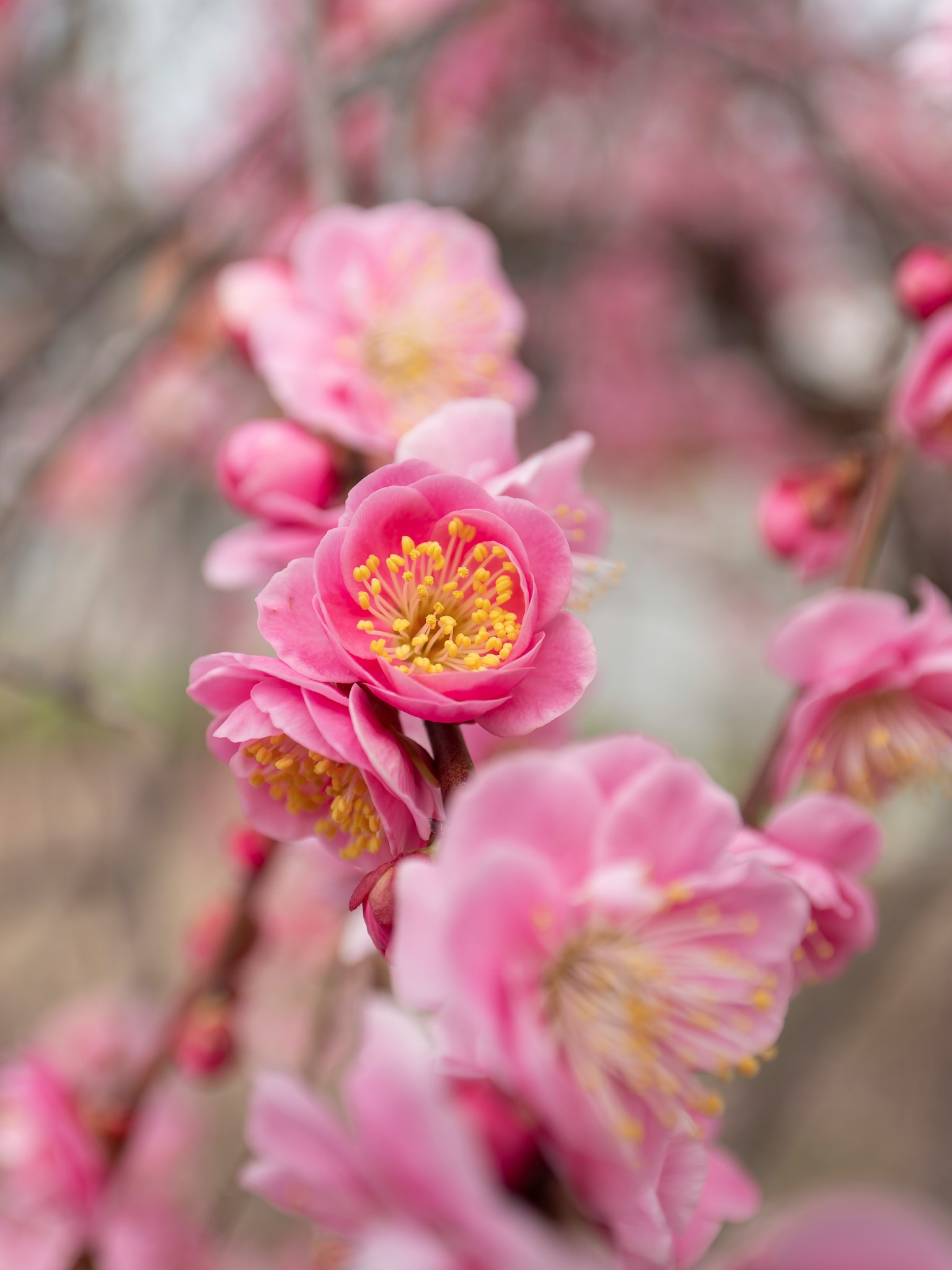 Close-up bunga plum pink di cabang