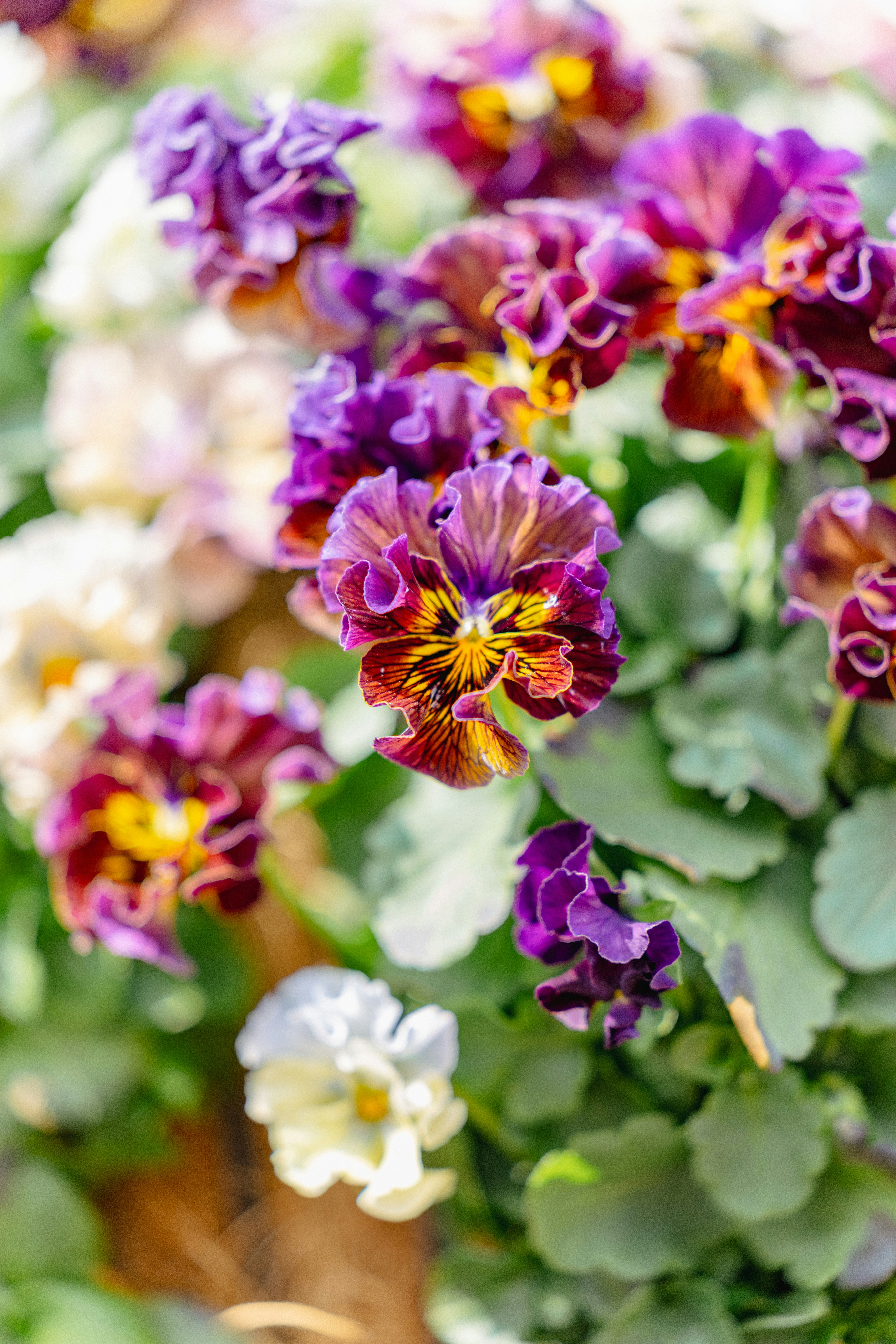 パンジーの花が群生するボケのある花壇