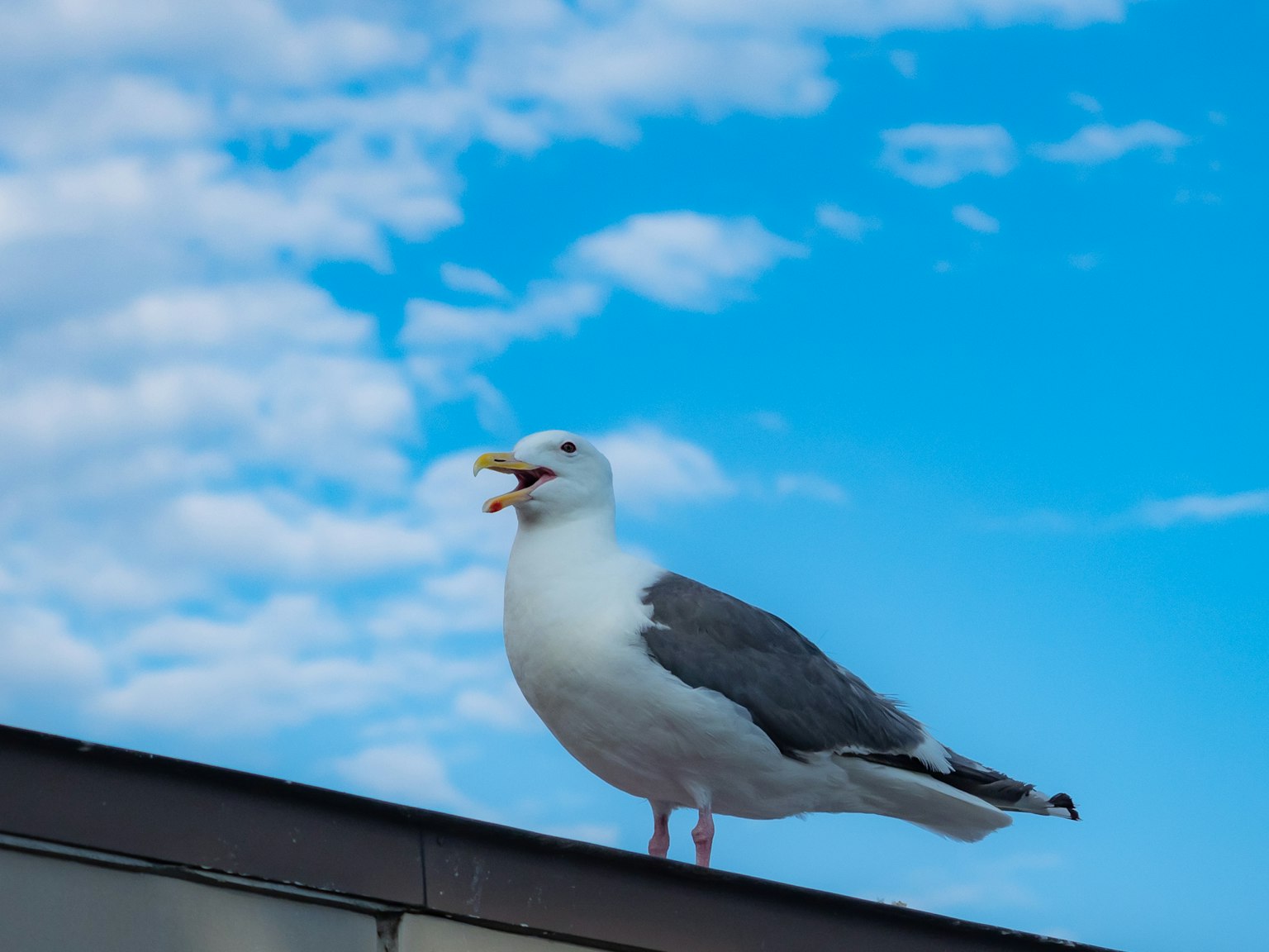 Eine Möwe auf einem Dach unter einem blauen Himmel