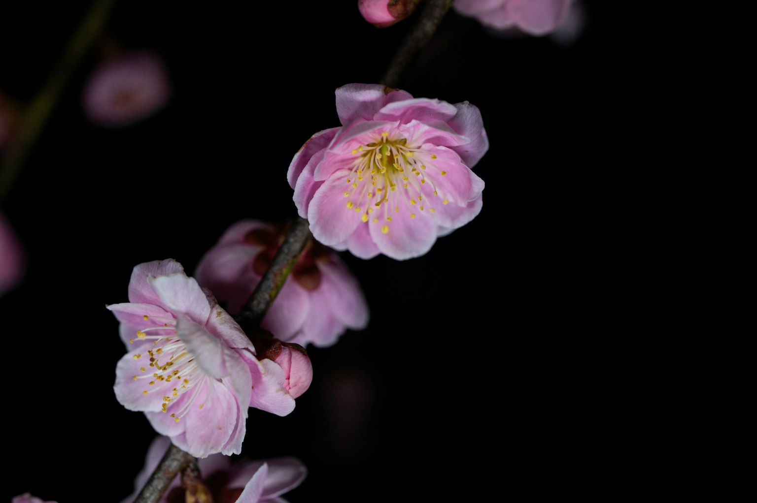 Bunga pink yang halus menonjol di latar belakang gelap