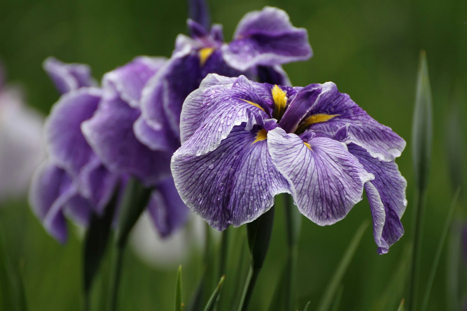 Lila Irisblüten mit grünen Blättern im Hintergrund