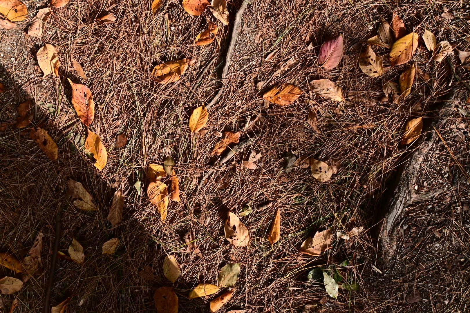 Herbstblätter, die am Boden verstreut liegen