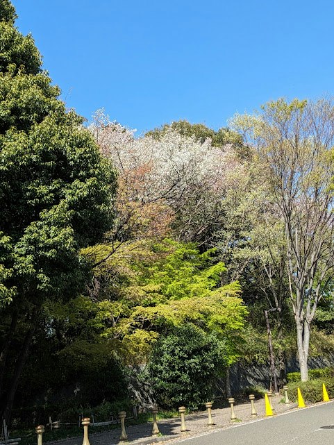 Baumallee mit Frühlingsblüten und üppigem Grün