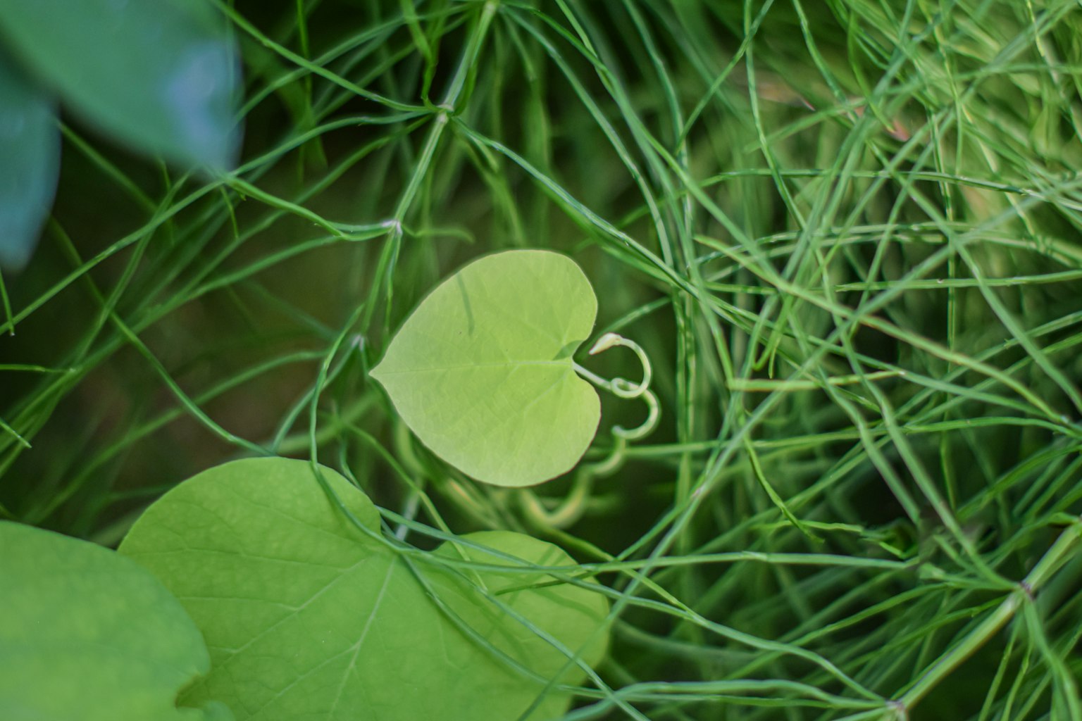 A heart-shaped leaf surrounded by green grass-like foliage