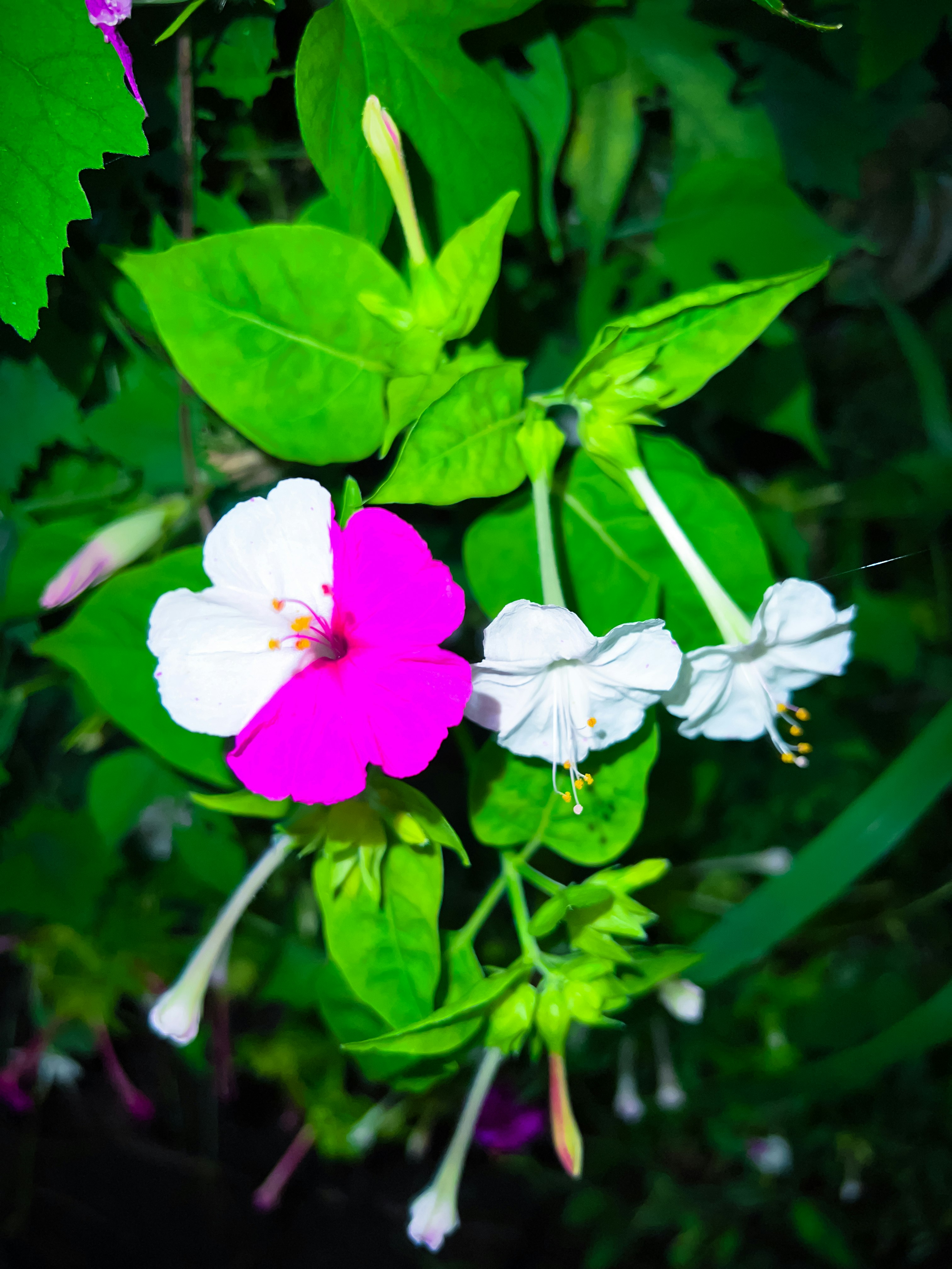 鮮やかな花が緑の葉に囲まれて咲く花畑のクローズアップ