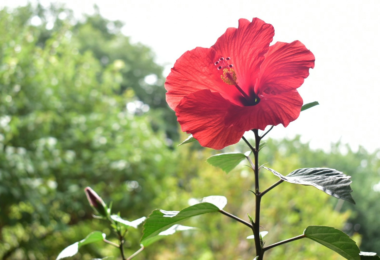 Eine lebendige rote Hibiskusblume steht vor einem grünen Hintergrund