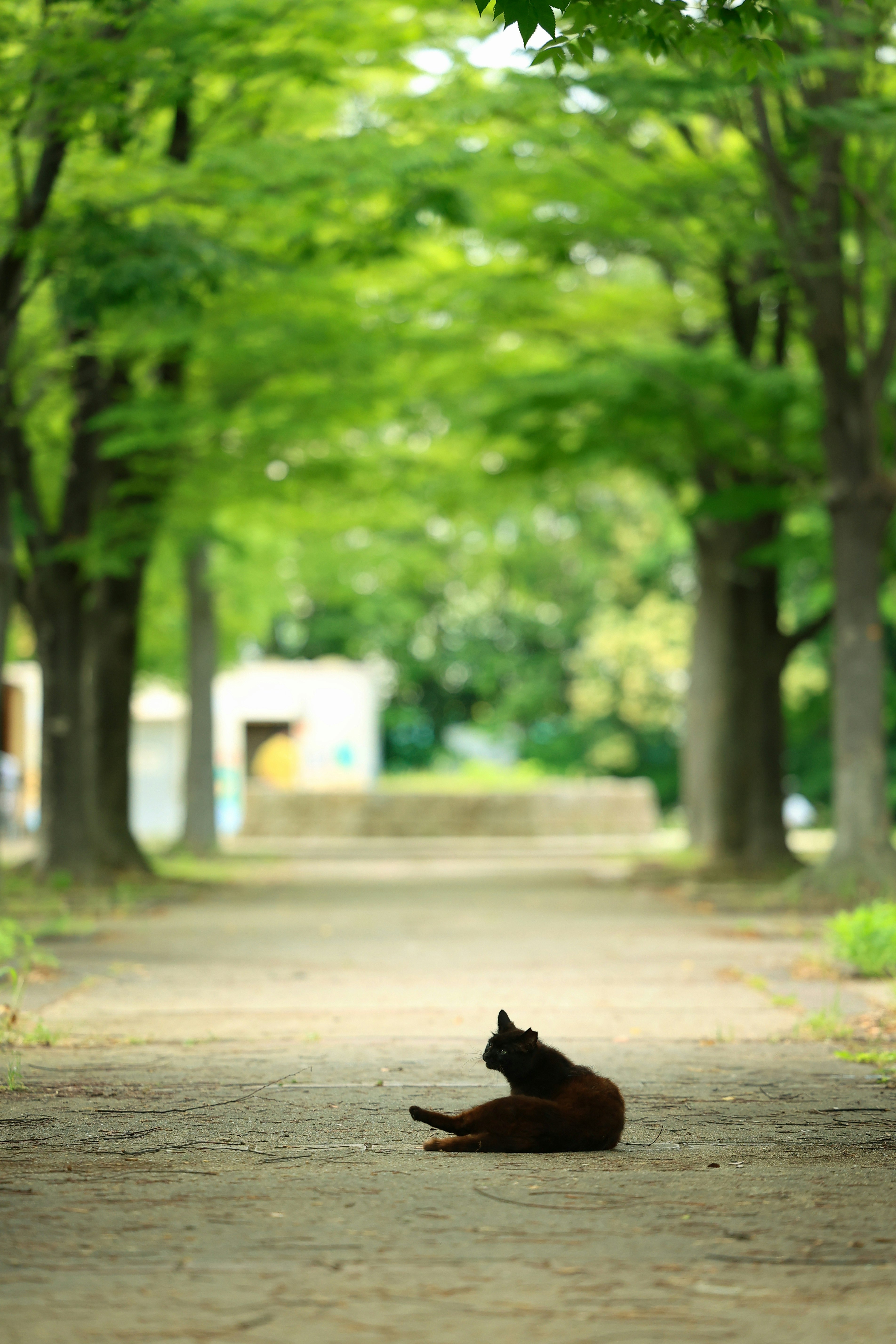 新緑の公園でくつろぐ黒猫