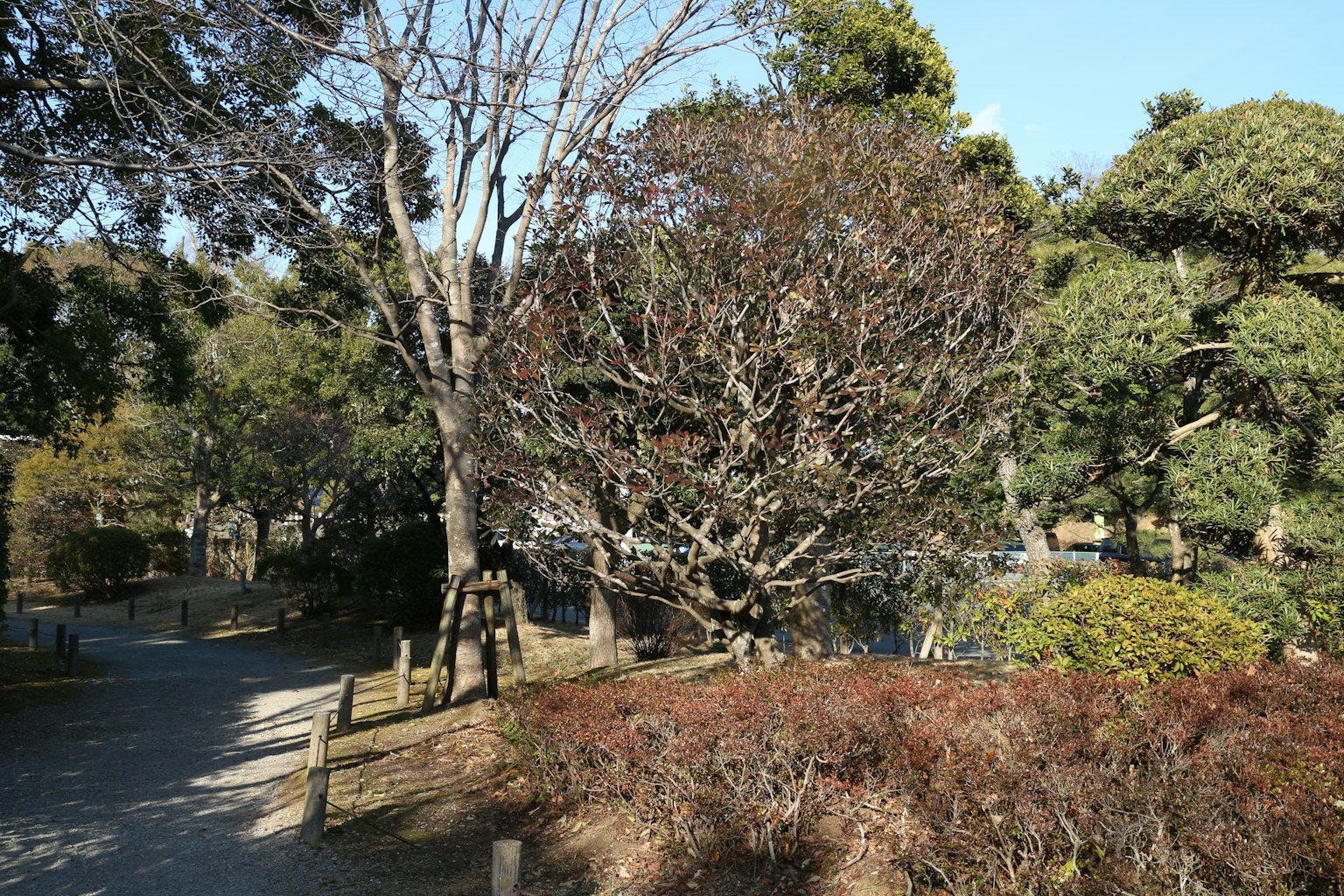 公园的冬季景色，光秃的树木和绿植在晴朗的蓝天下