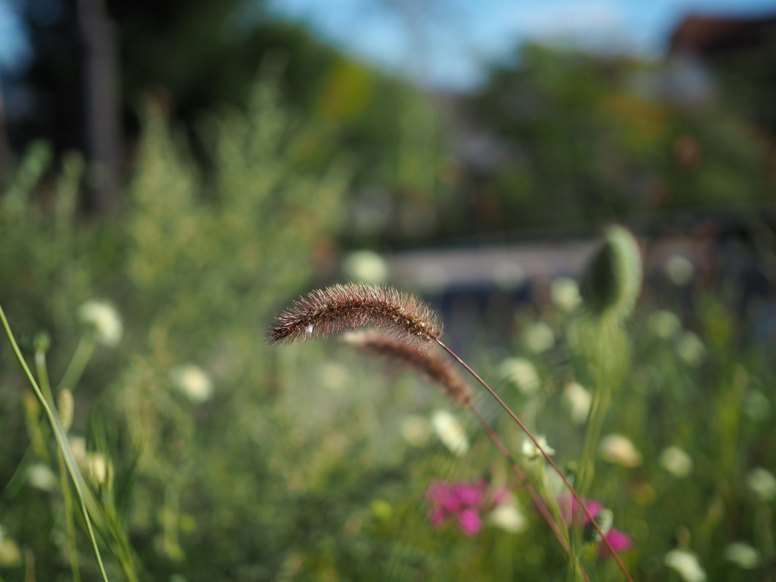 Fleurs colorées et épis d'herbe dans une prairie verte