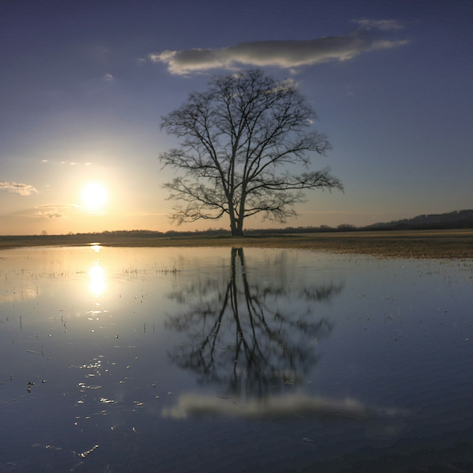 Silhouette di un albero che si riflette nell'acqua al tramonto