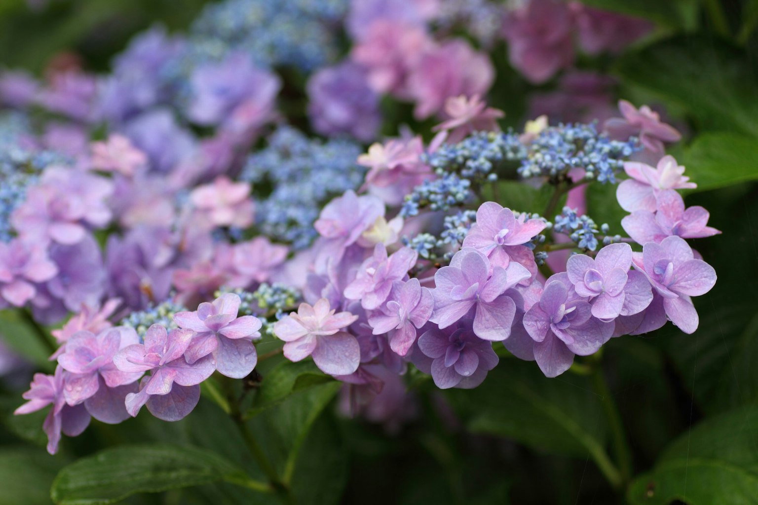 特写的紫色和蓝色绣球花