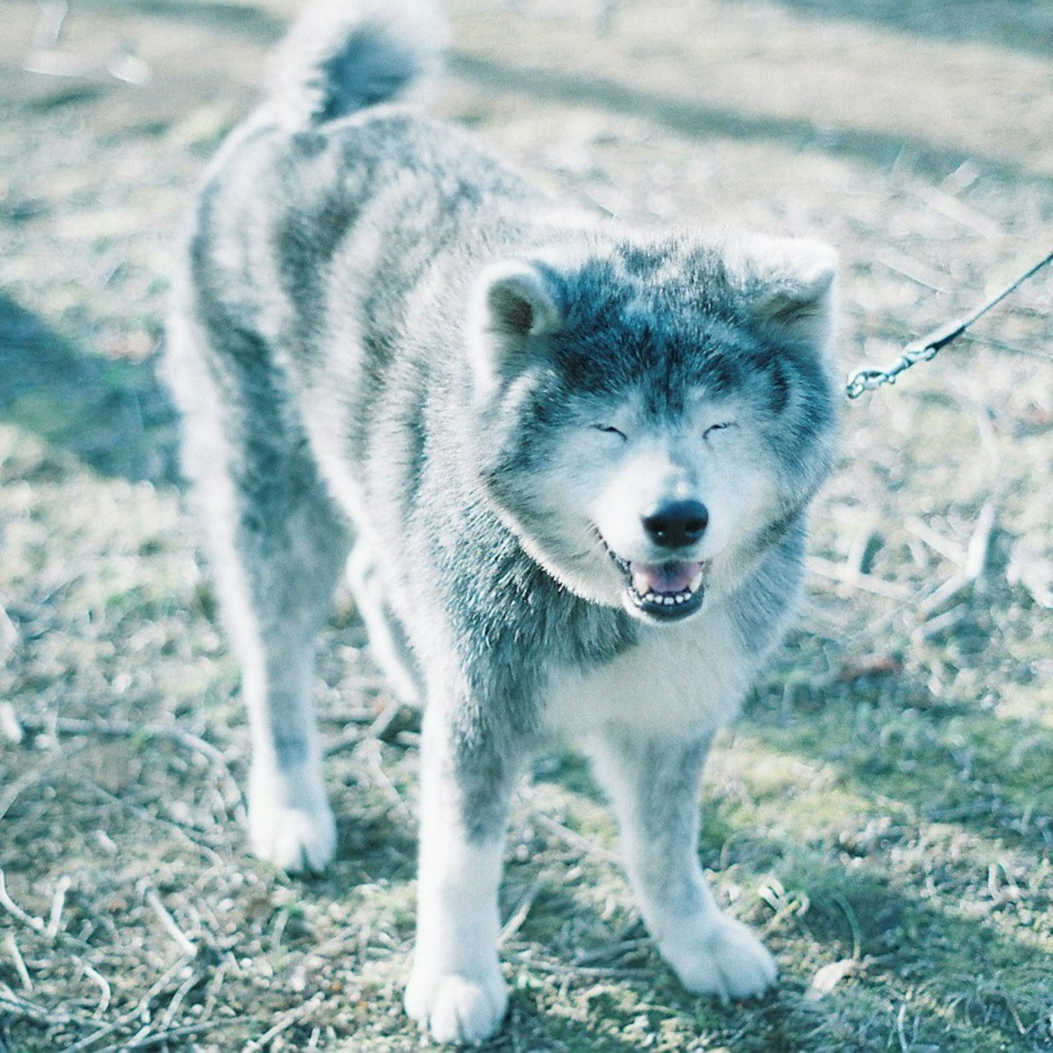 Chien Akita souriant en laisse