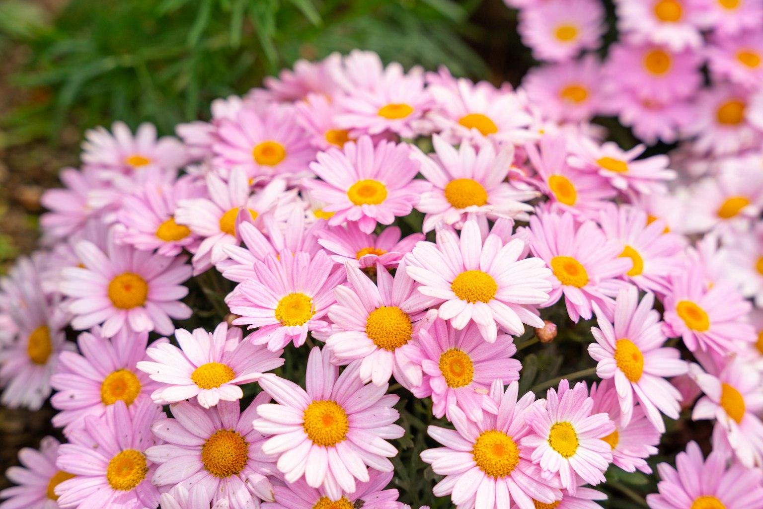 A cluster of pink flowers with yellow centers