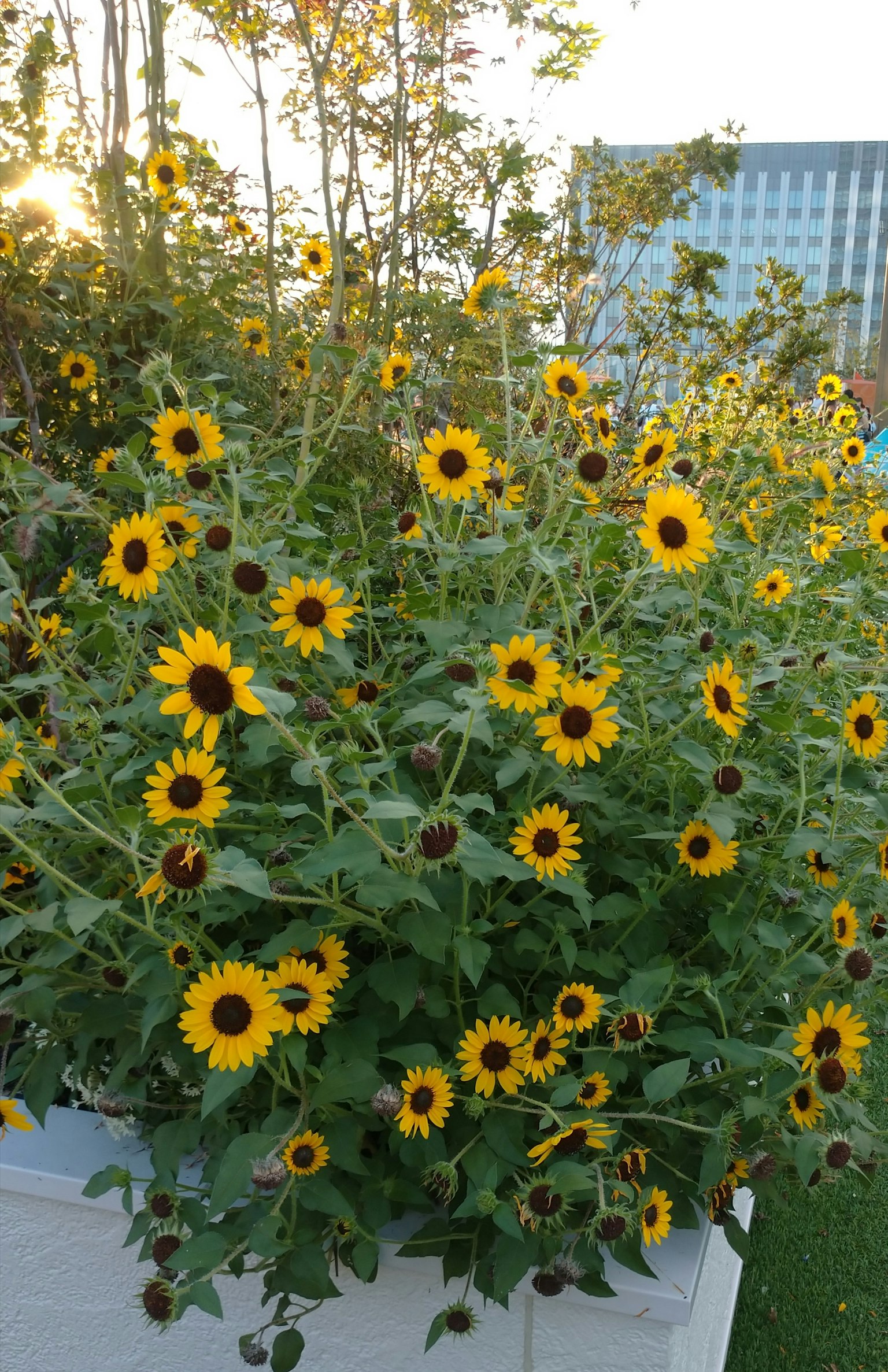 Una vibrante exhibición de girasoles en un jardín