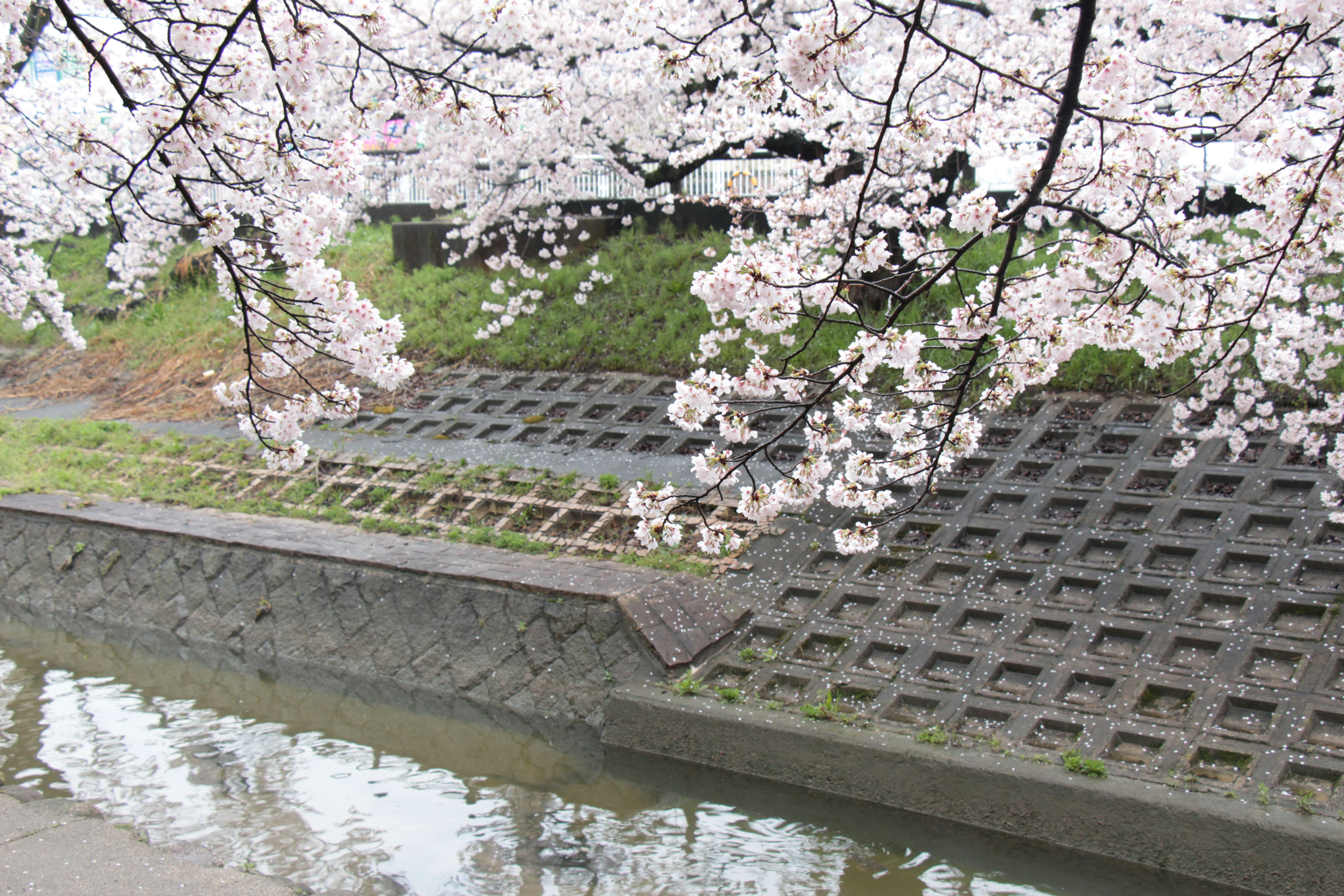 Fleurs de cerisier sur un chemin en pierre près d’un canal d’eau