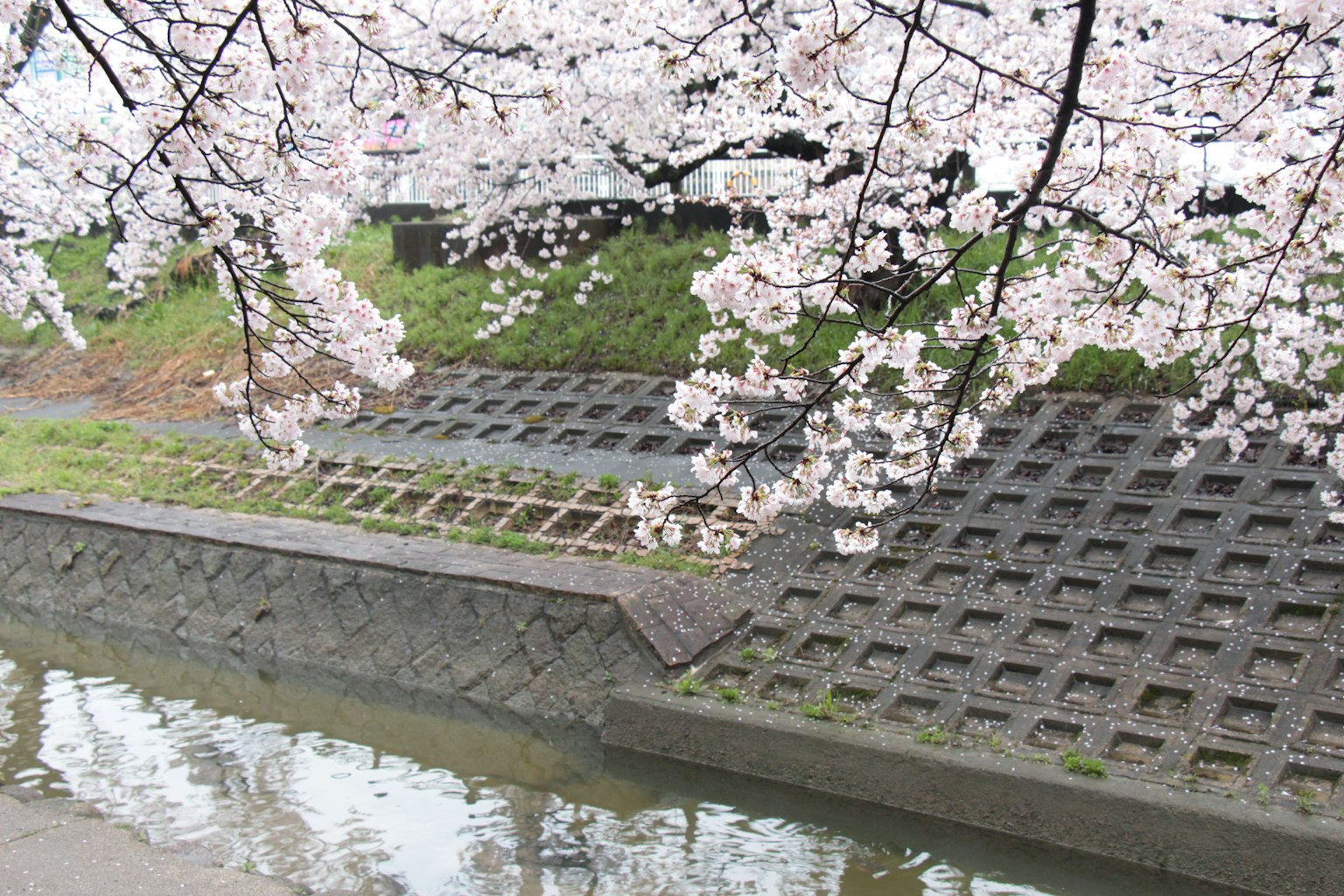 Malersicher Blick nahe einem Fluss mit blühenden Kirschblüten