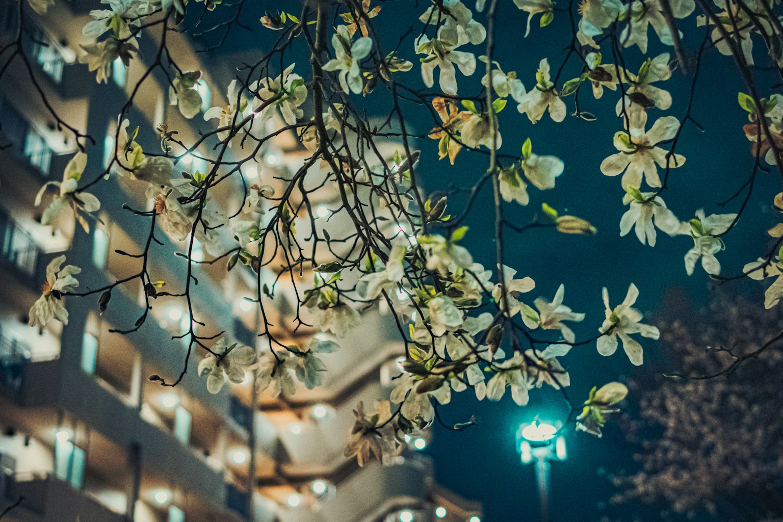 夜间盛开的白色花朵与明亮建筑背景