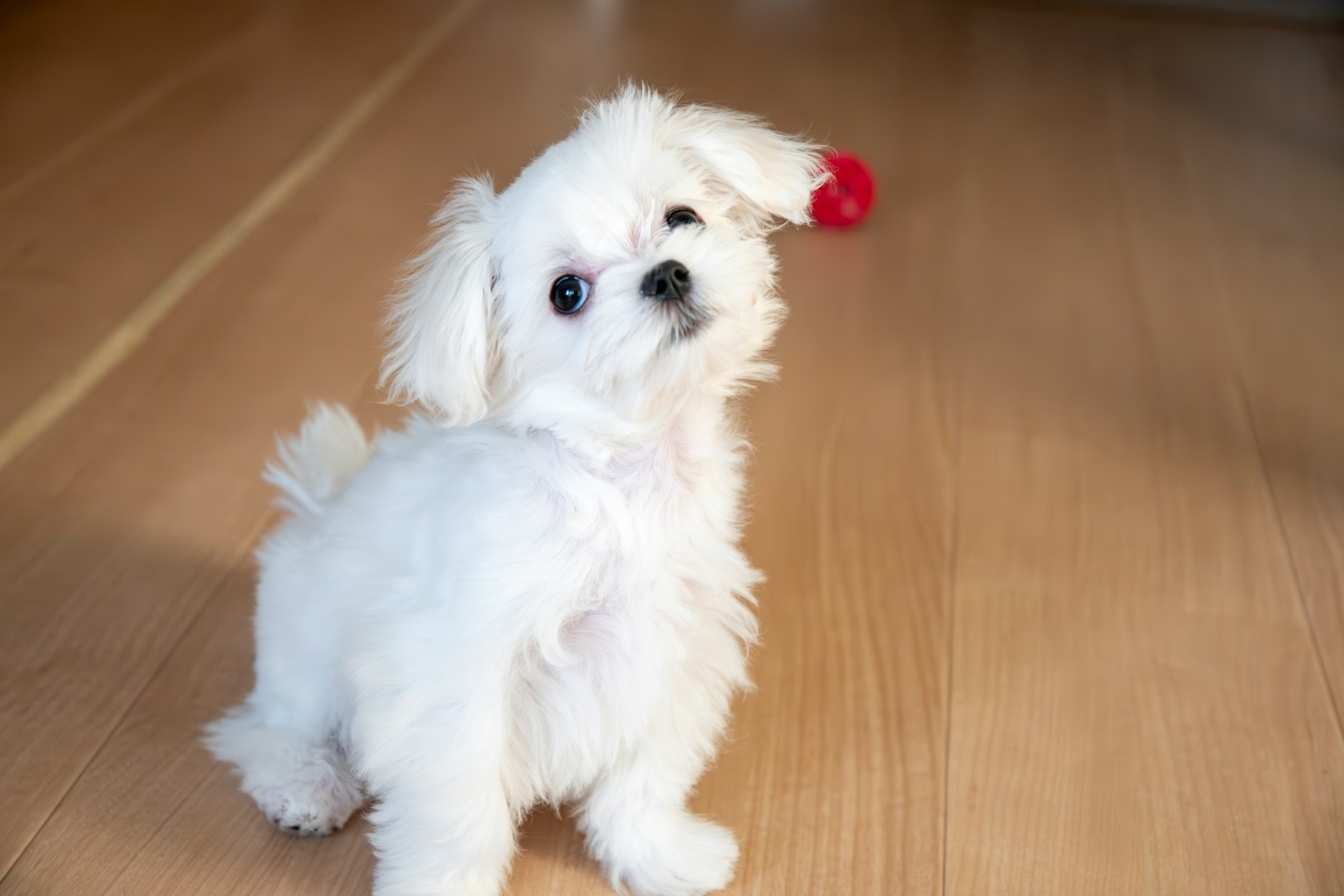 Kleiner weißer Hund sieht eine rote Kugel an