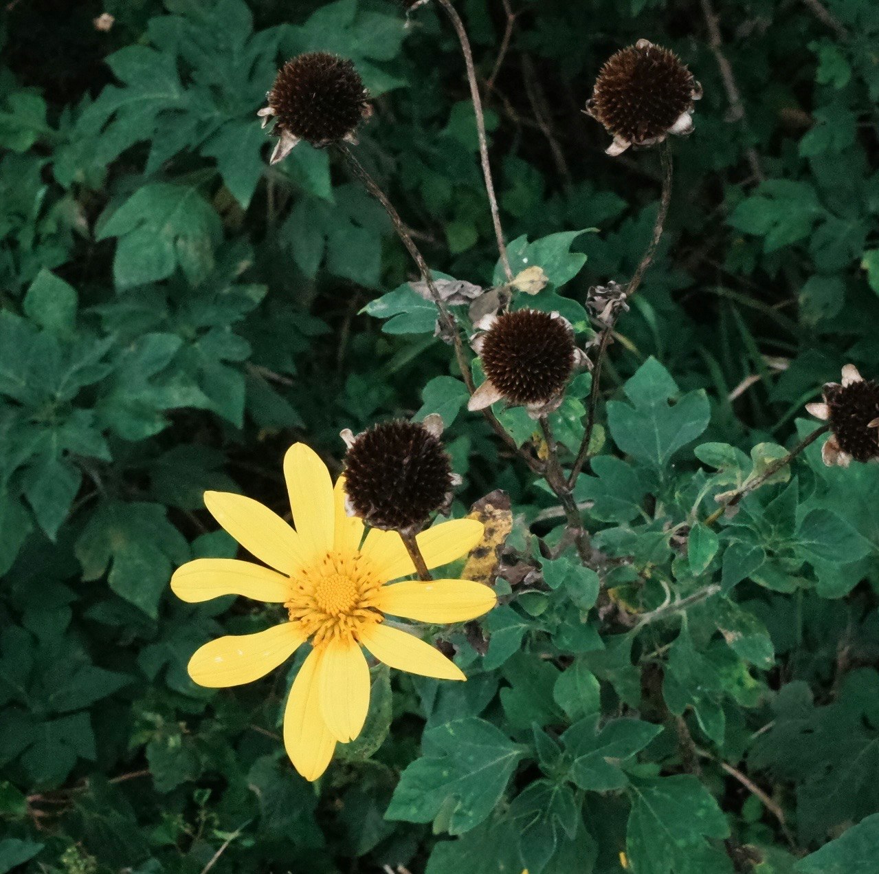 緑の葉の中に咲く鮮やかな黄色の花と枯れた花のつぼみ