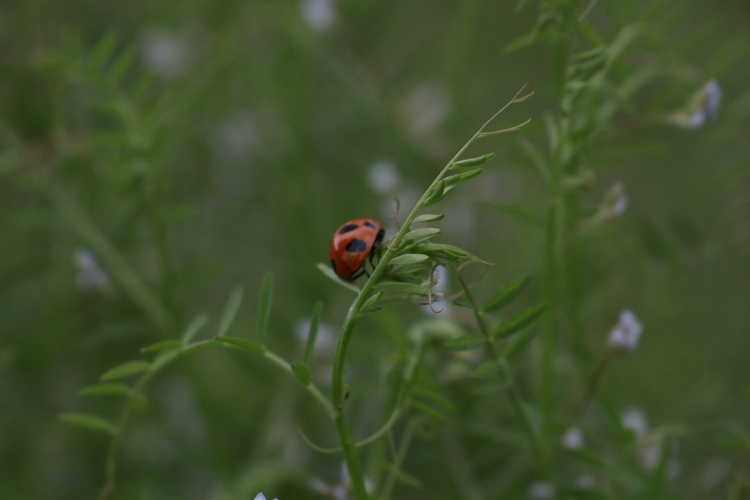 Coccinella rossa su erba verde con piccoli fiori bianchi