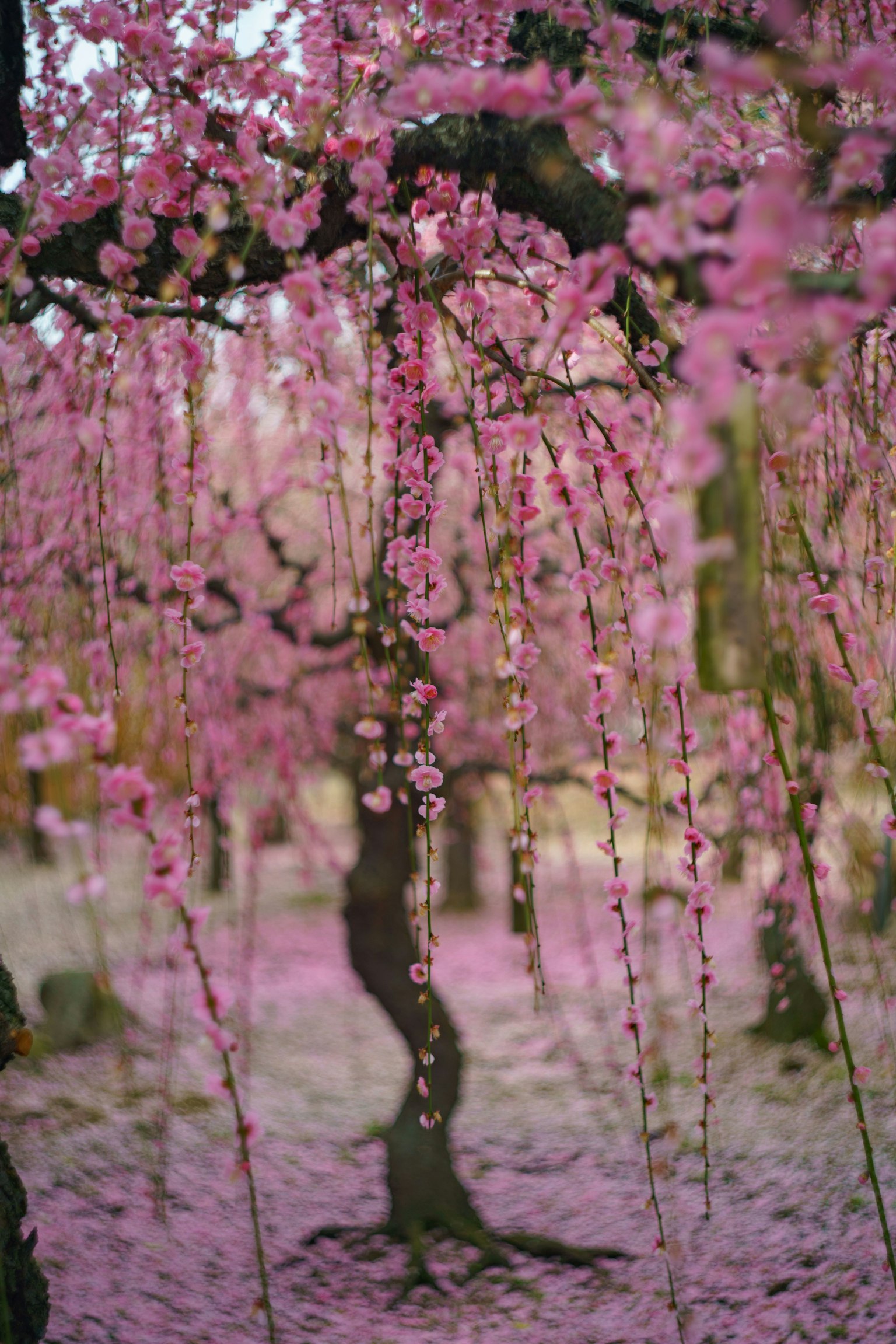 A beautiful tree adorned with blooming cherry blossoms in a serene landscape