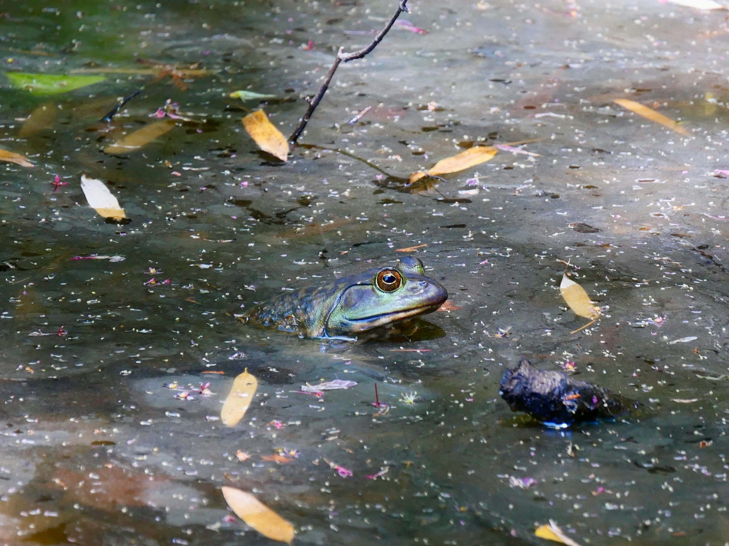 水面に浮かぶ落ち葉のそばで泳ぐカエル