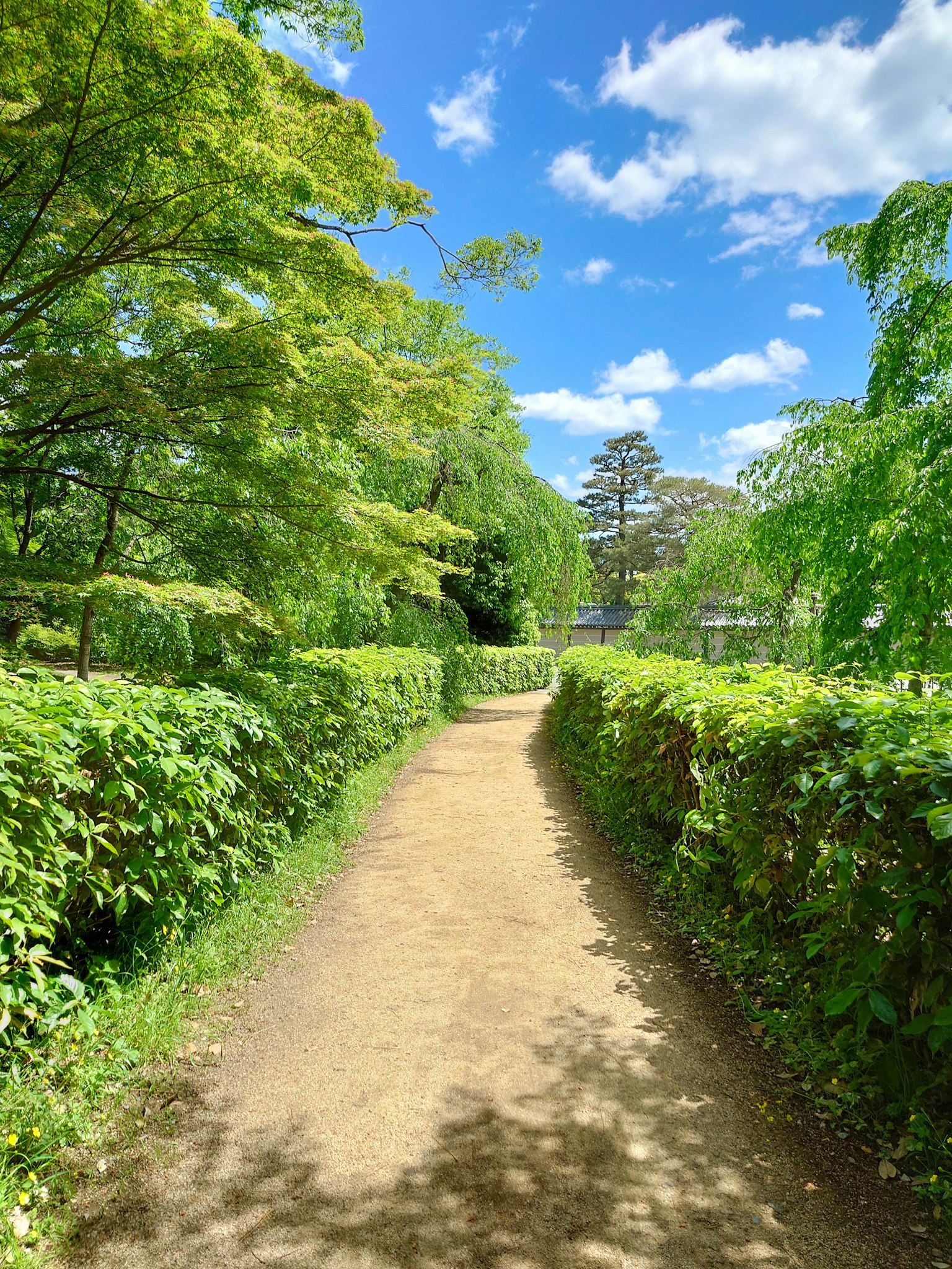 緑豊かな道が続く公園の風景 青空と白い雲が広がる