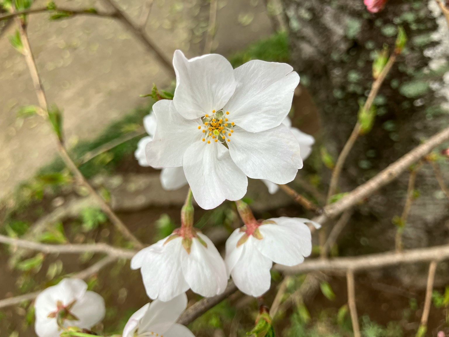 Primo piano di fiori di ciliegio bianchi su un ramo