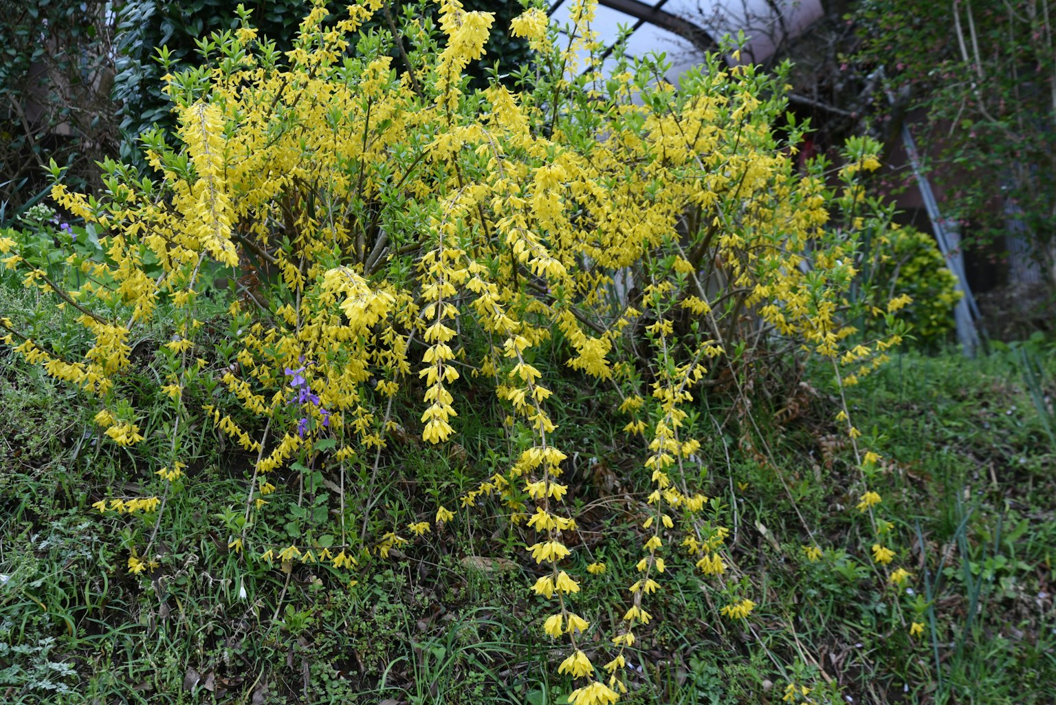 Une plante avec des fleurs jaunes poussant parmi l'herbe
