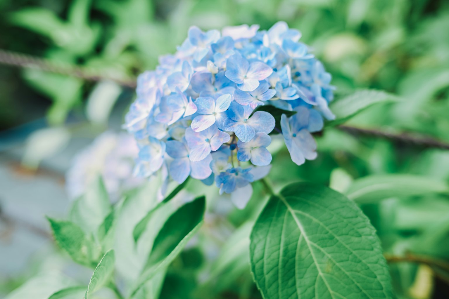 Flor de hortensia azul con hojas verdes